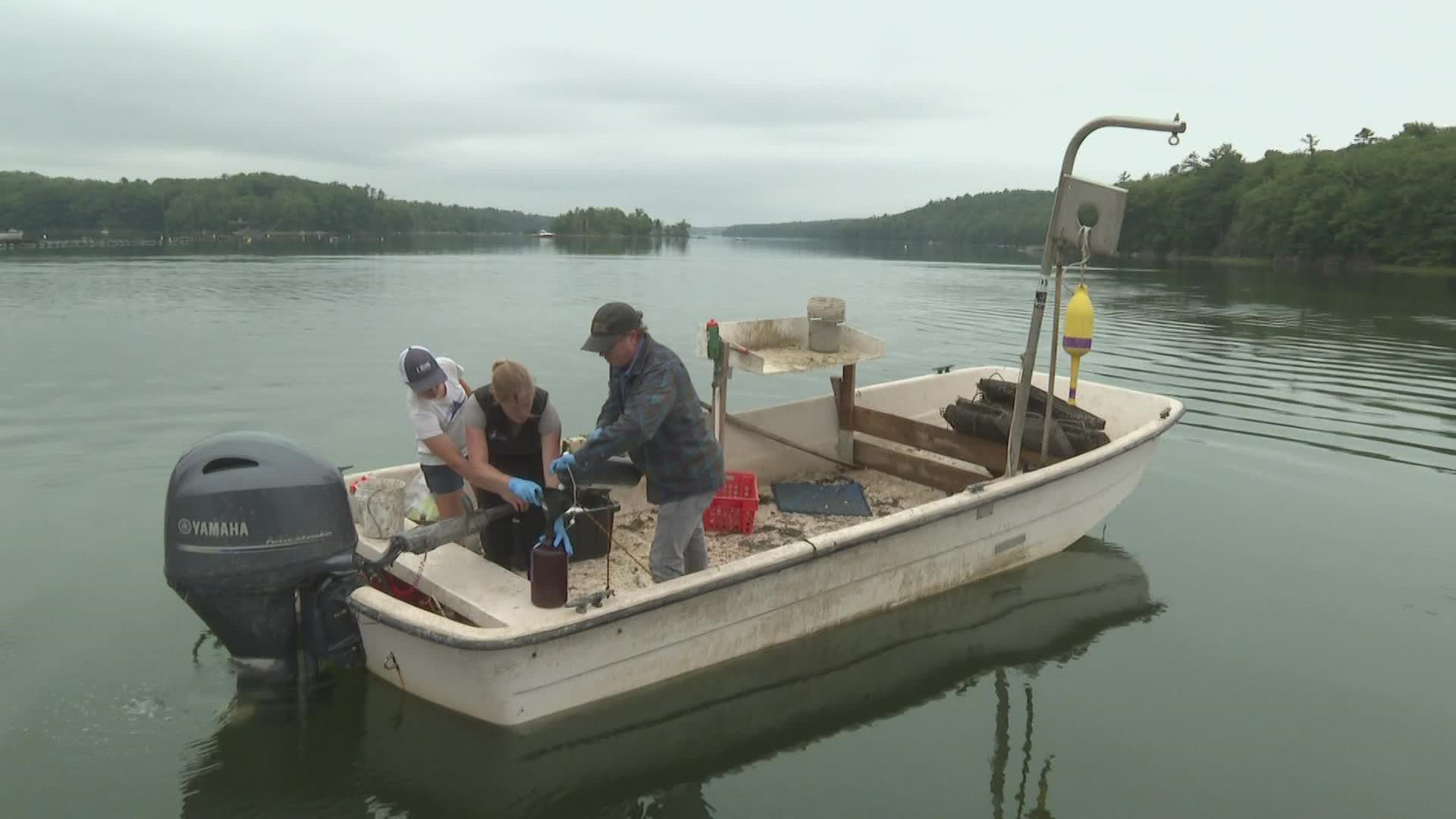 Scientists with Manomet and Bigelow Laboratory are using 'eDNA' to track Quahog population in Robinhood cove.
