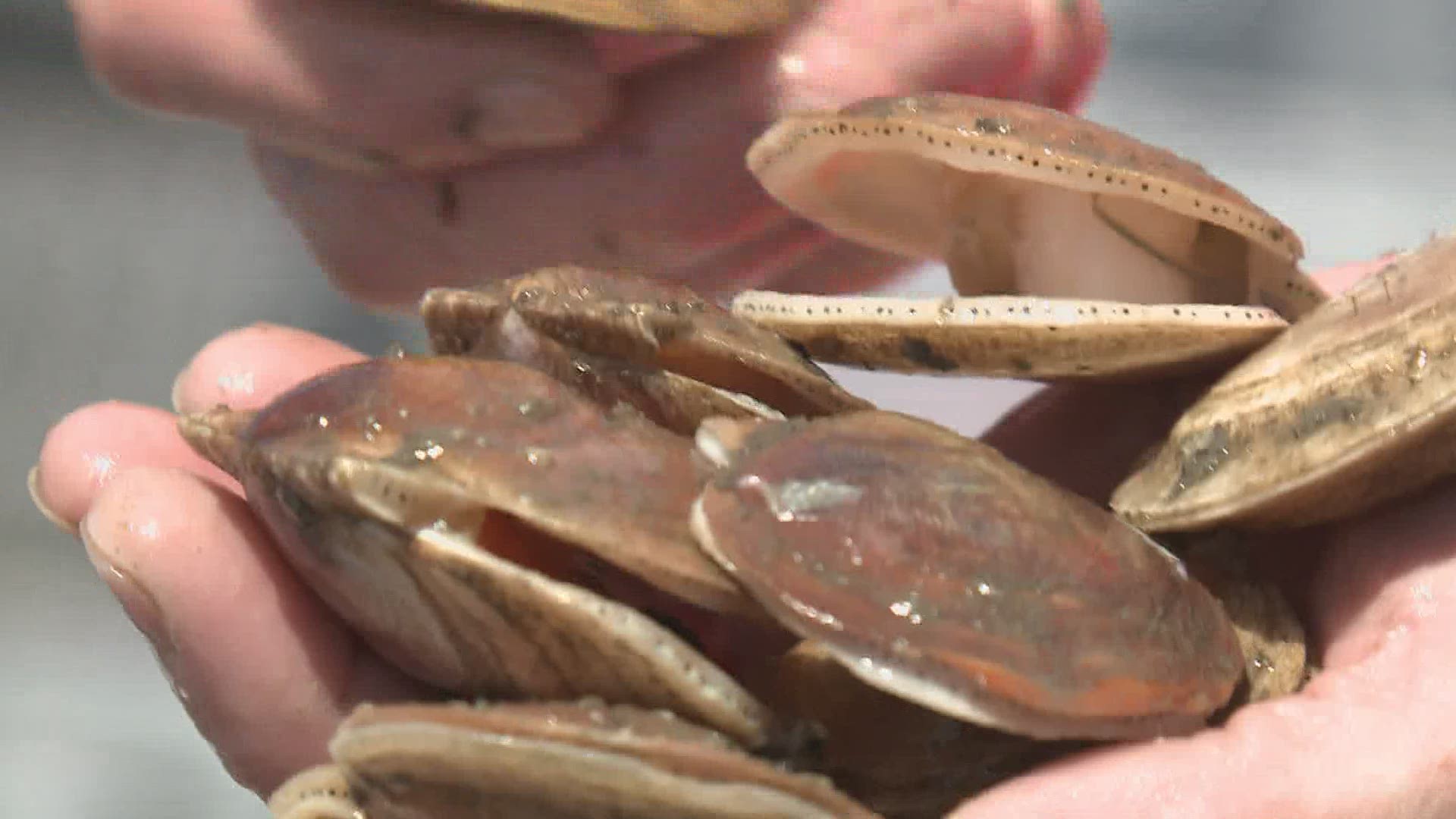 Aquaculture in Maine predicted to grow as industry seeks skilled-workers