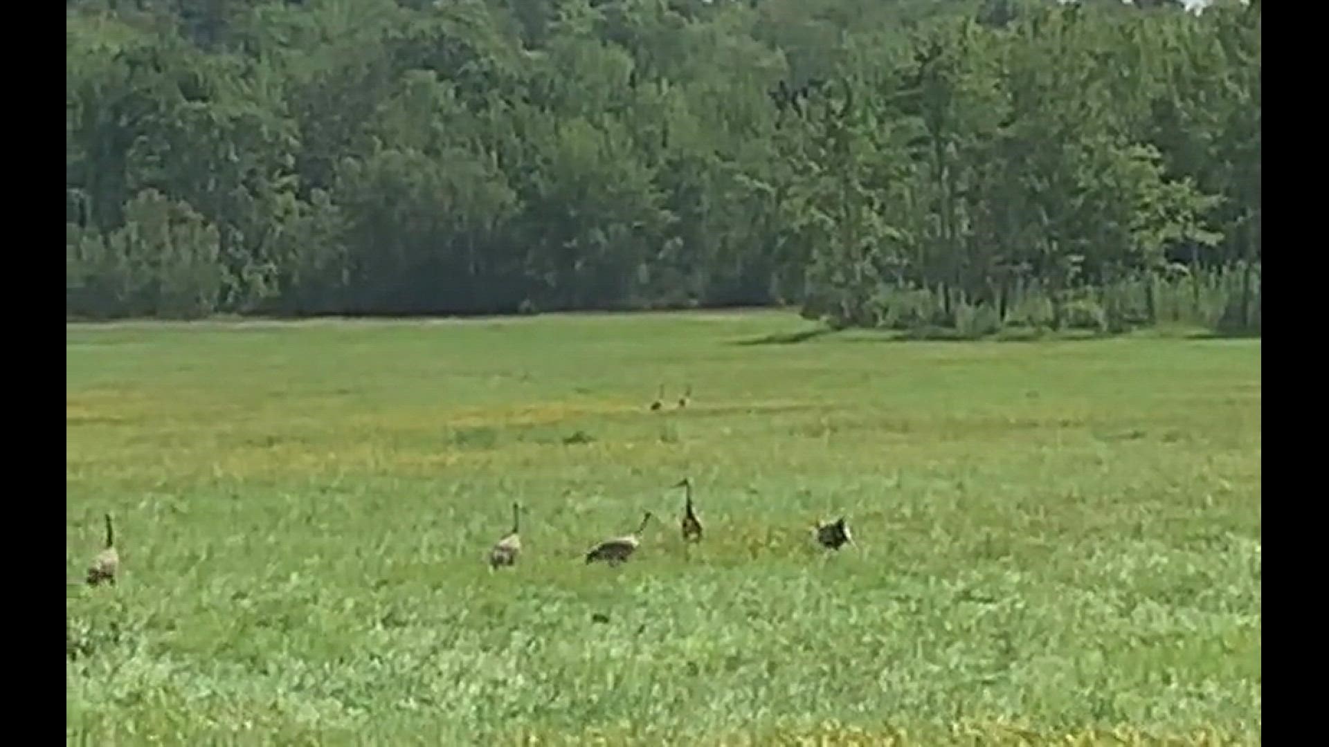 Smithfield’s Sand Hill Cranes
Credit: Jodie Mosher-Towle