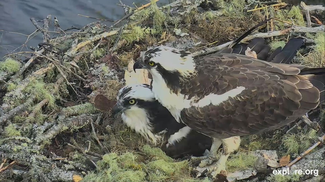 Osprey Nest Camera Draws Viewers From Around The World