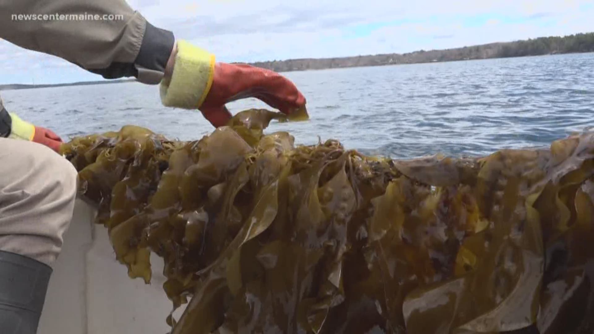 Kelp, an abundant and sustainable resource, could be a solution to solving the world's plastic addiction.