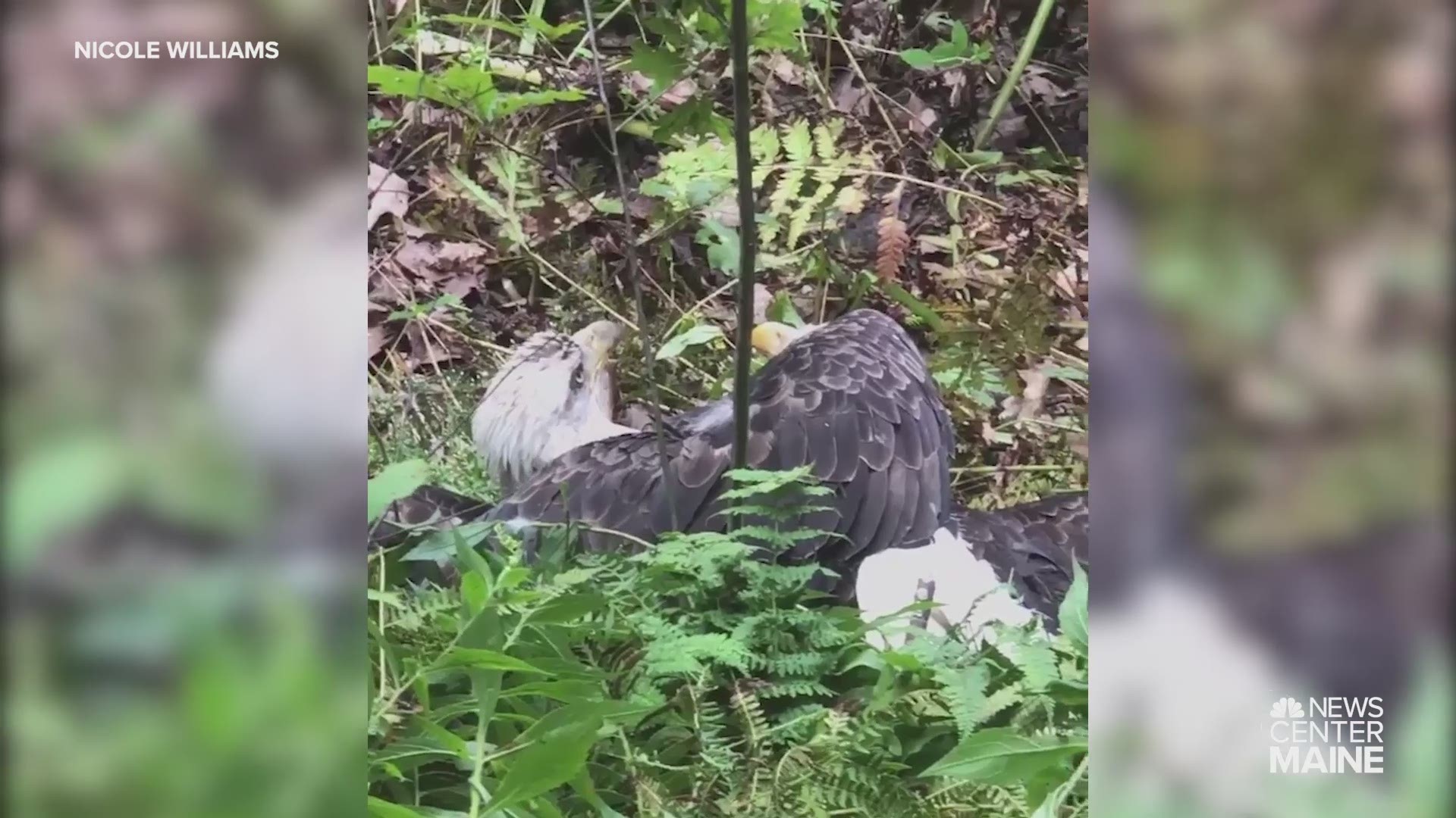 Bald eagles stuck together by talons