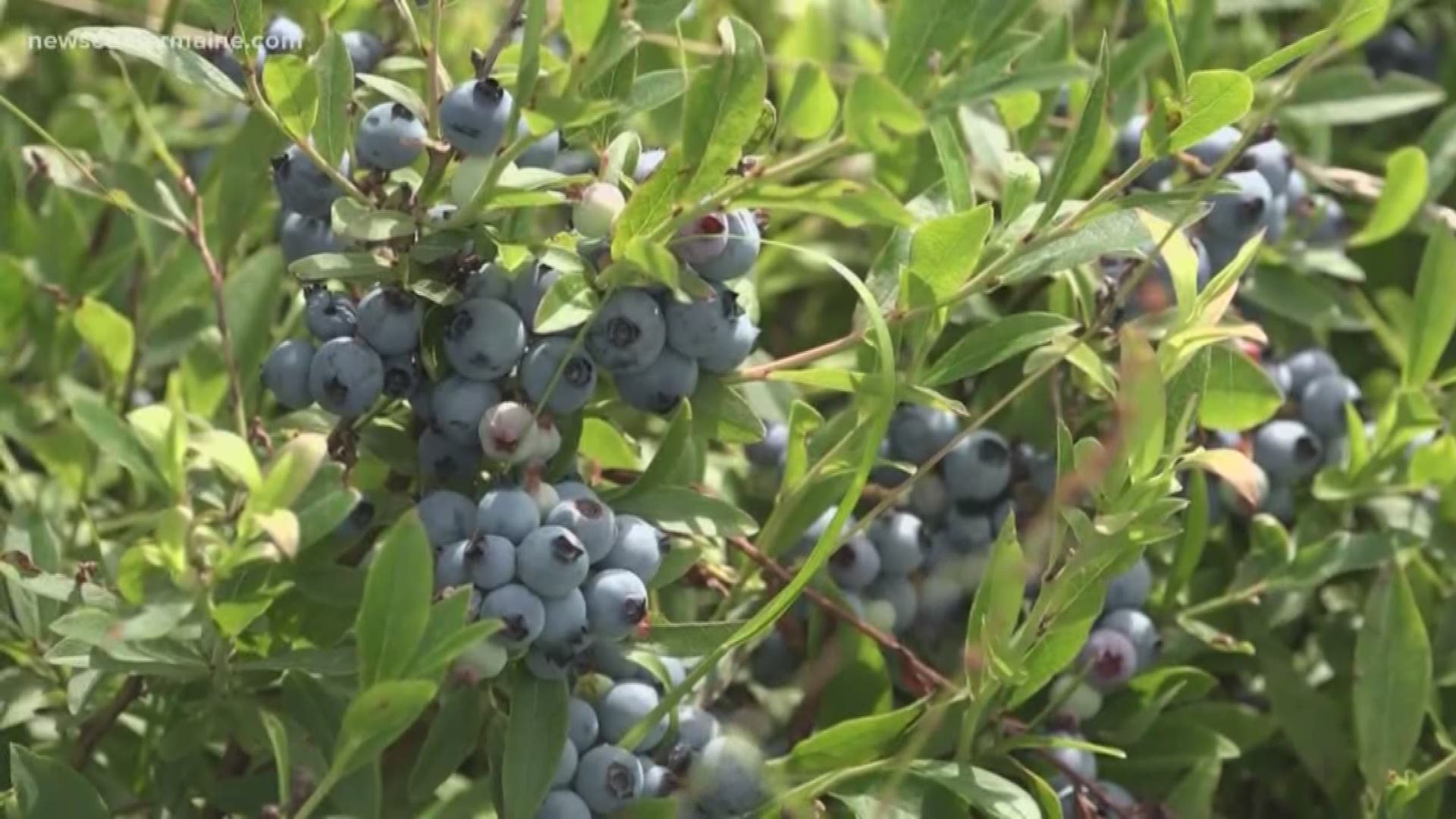 An expert with the University of Maine says the wet, cold spring is likely to blame for the berries just not coming in as they have in years past.