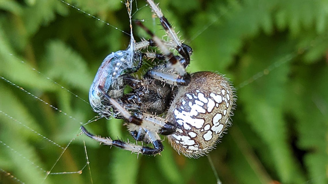 Maine is home to hundreds of spider species. Here's a guide.