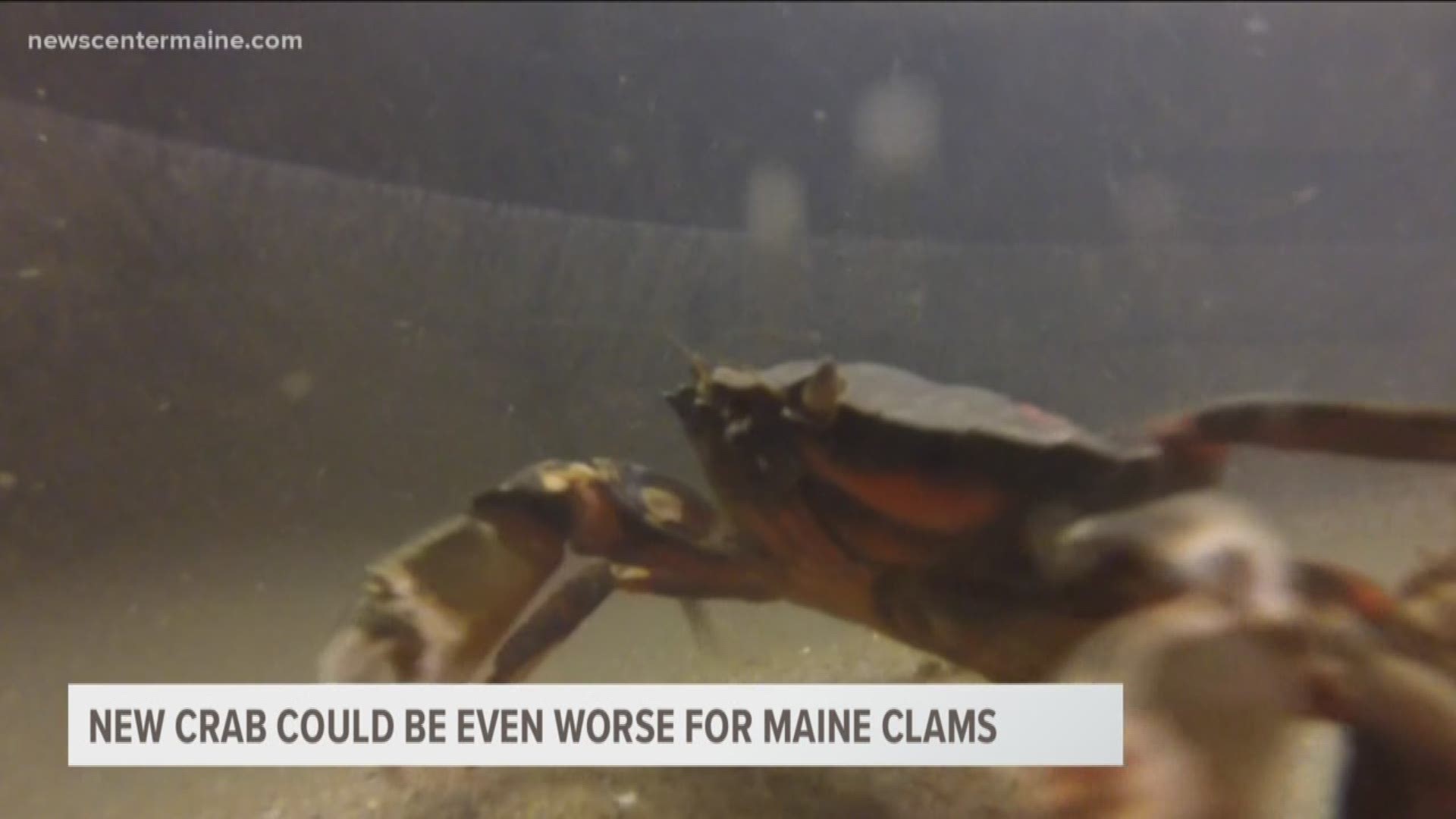 New crab could be even worse for Maine clams