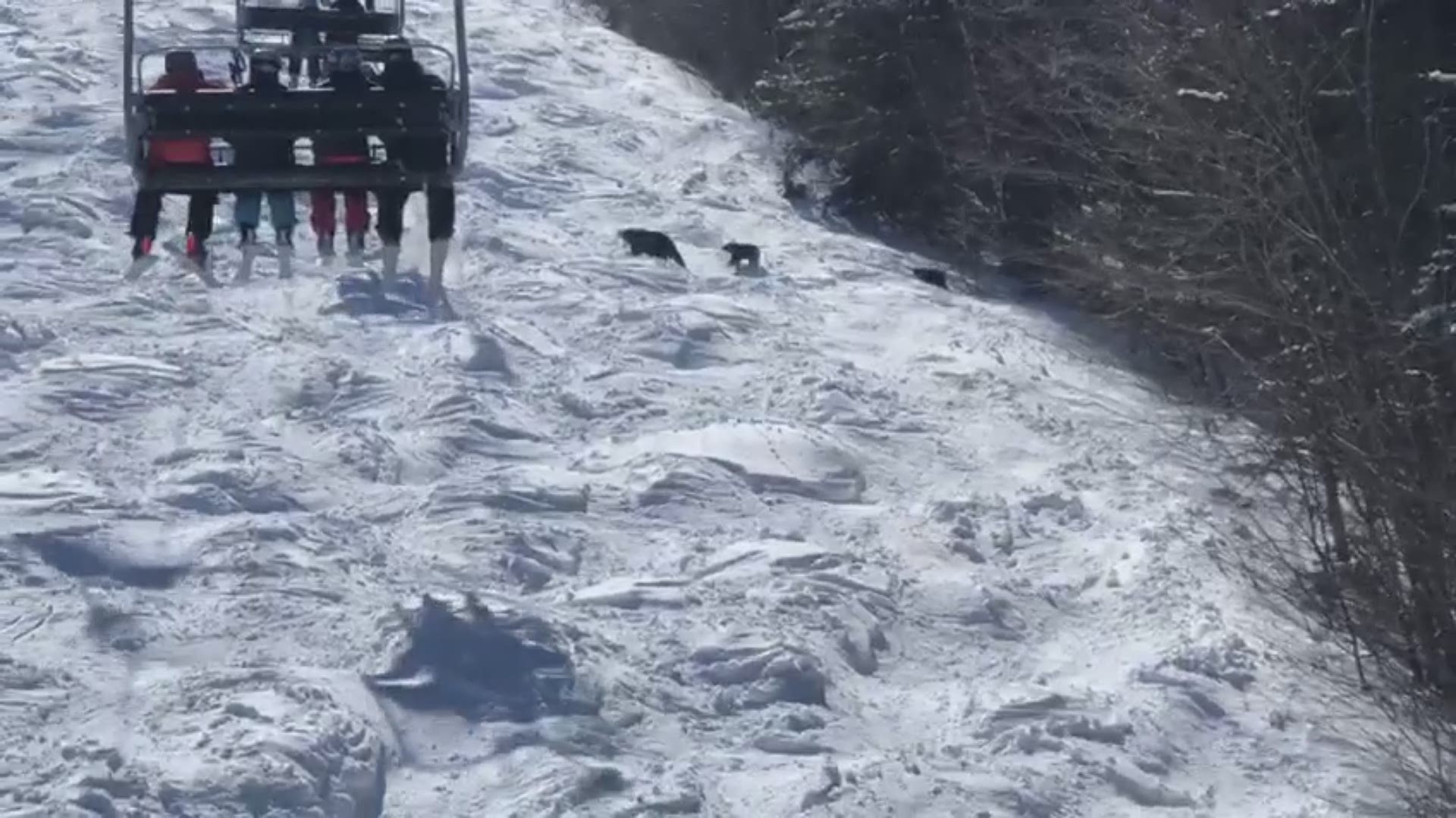 Zach Louison got the video of a lifetime when he captured a mother and her two yearling cubs hit the slopes at Sunday River on Thursday, April 11, while he was on the chairlift.