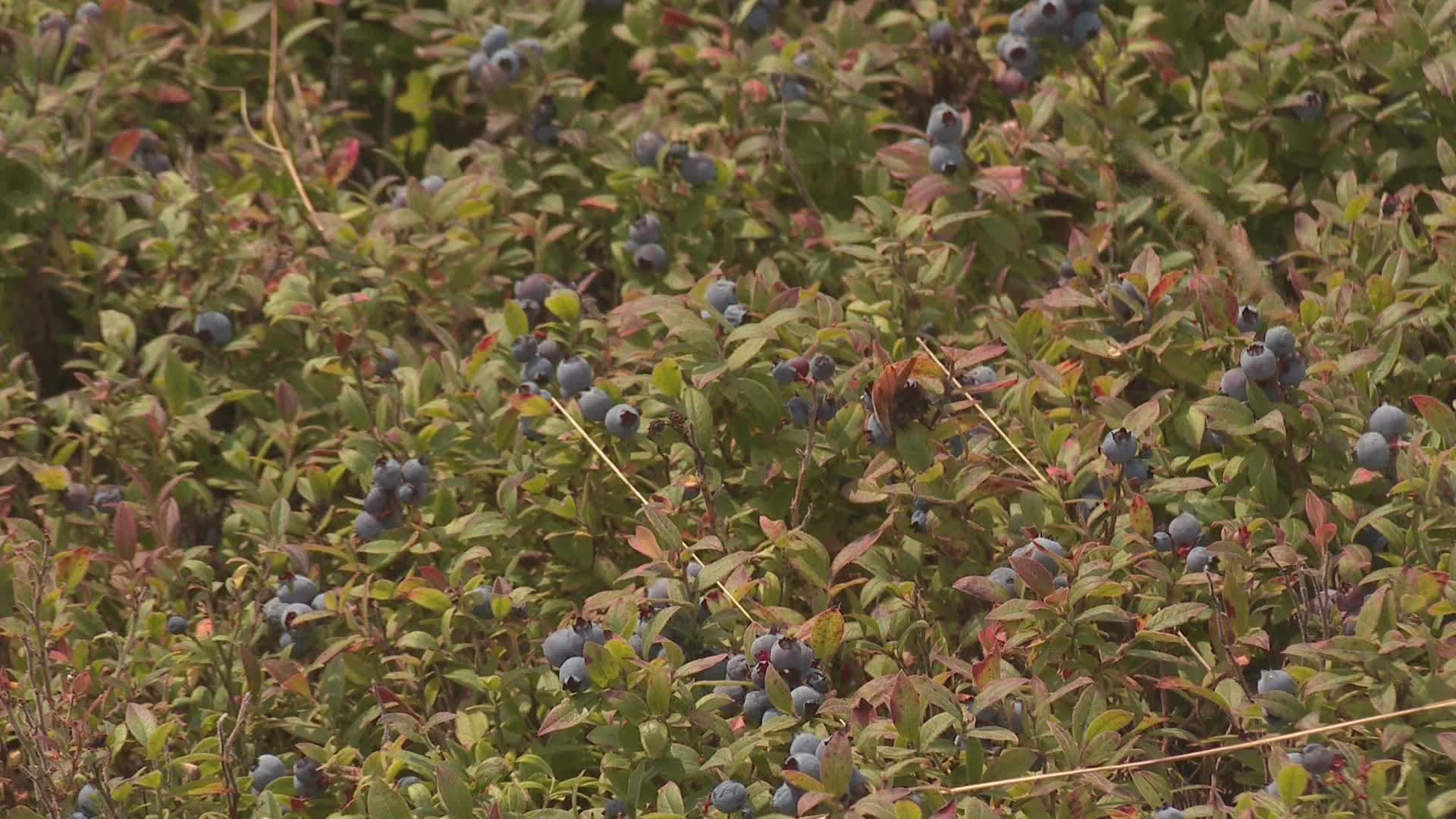 Leaders of The Maine Wild Blueberry Commission say they hope the weekend becomes an annual tradition each summer.