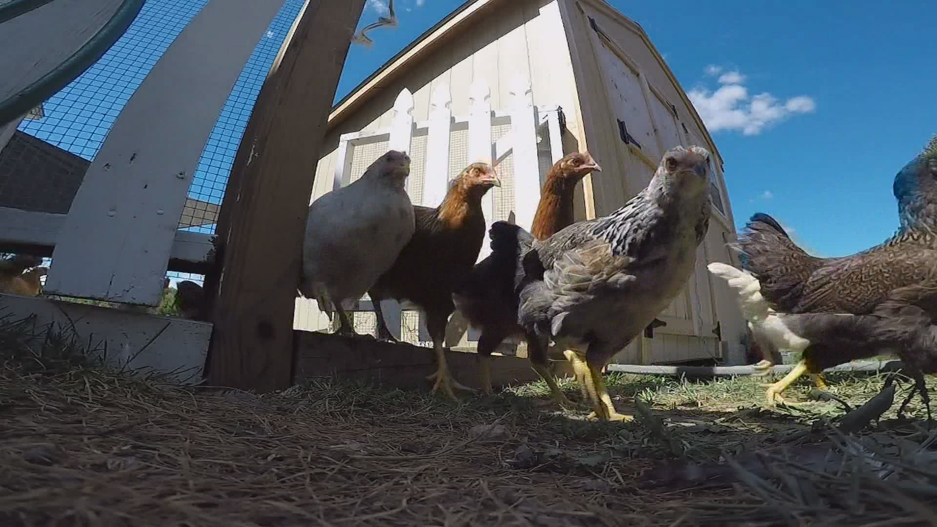 Thousands of chicks arrive dead to Maine farmers amid USPS turmoil