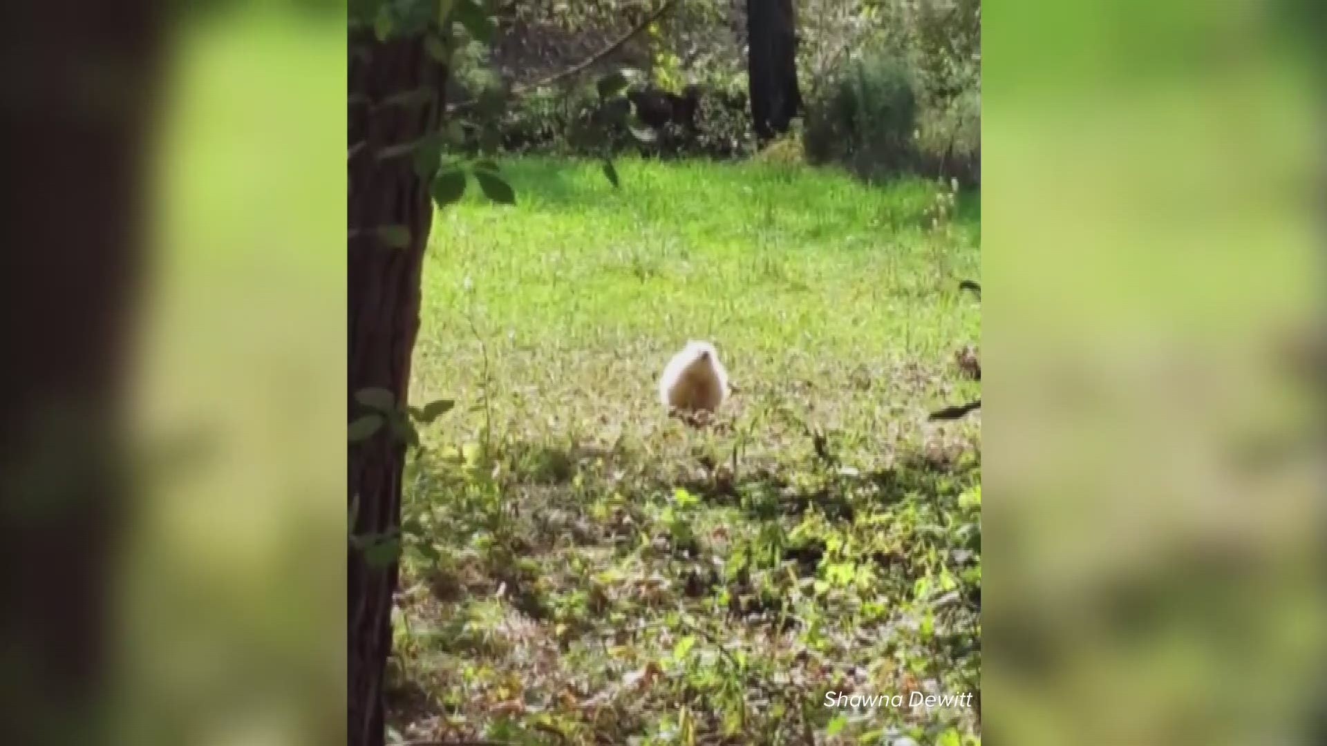 Shawna Dewitt captures a rare albino porcupine in Brownfield on Saturday, Sept. 21.