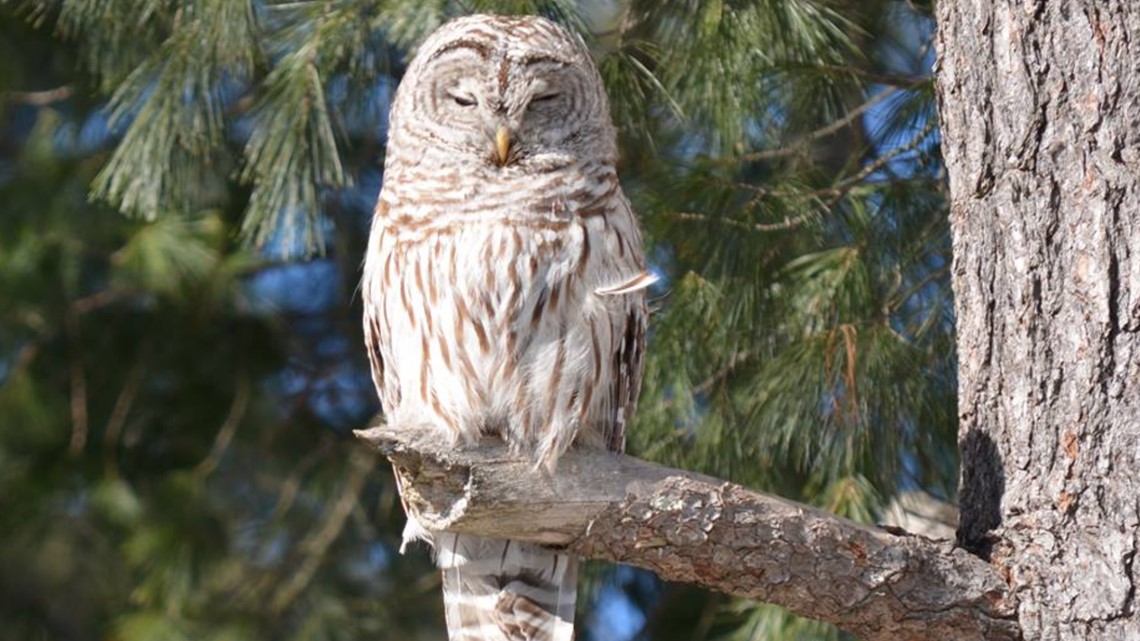 Spring brings 'rare treat' of increased sightings of barred owls in