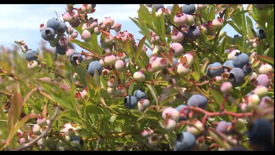 Ship ME Out Episode 1 Wild Blueberry Land