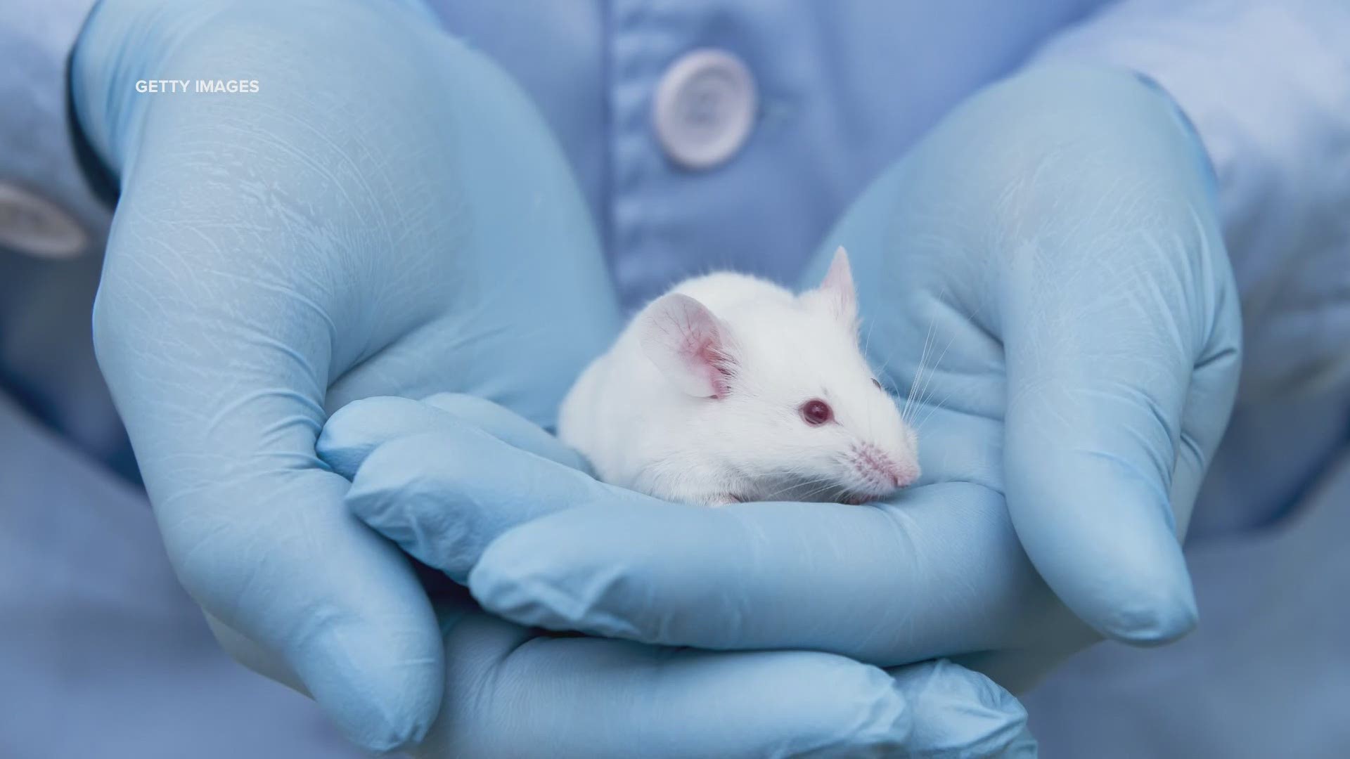 Maine lab genetically modifies mice for COVID-19 research