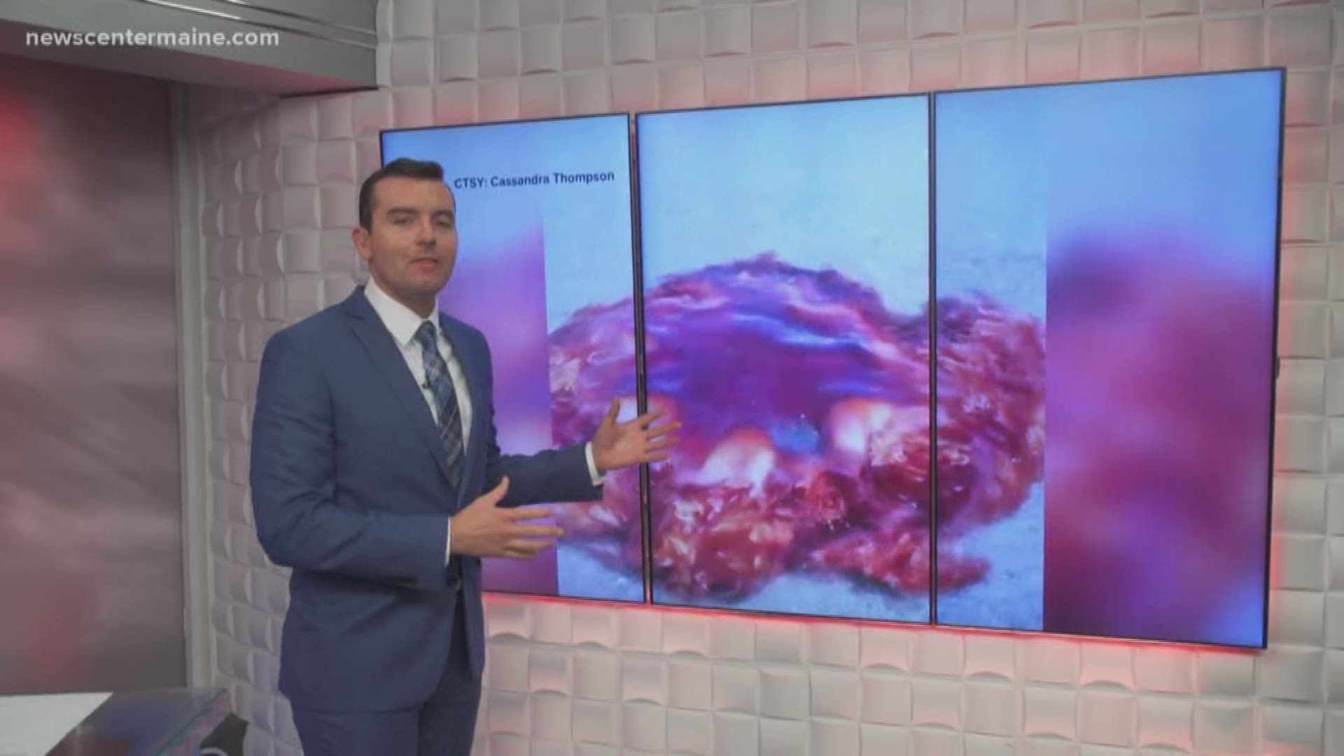 Meteorologist Ryan Breton shows the giant jellyfish that is showing up off the coast of Maine.