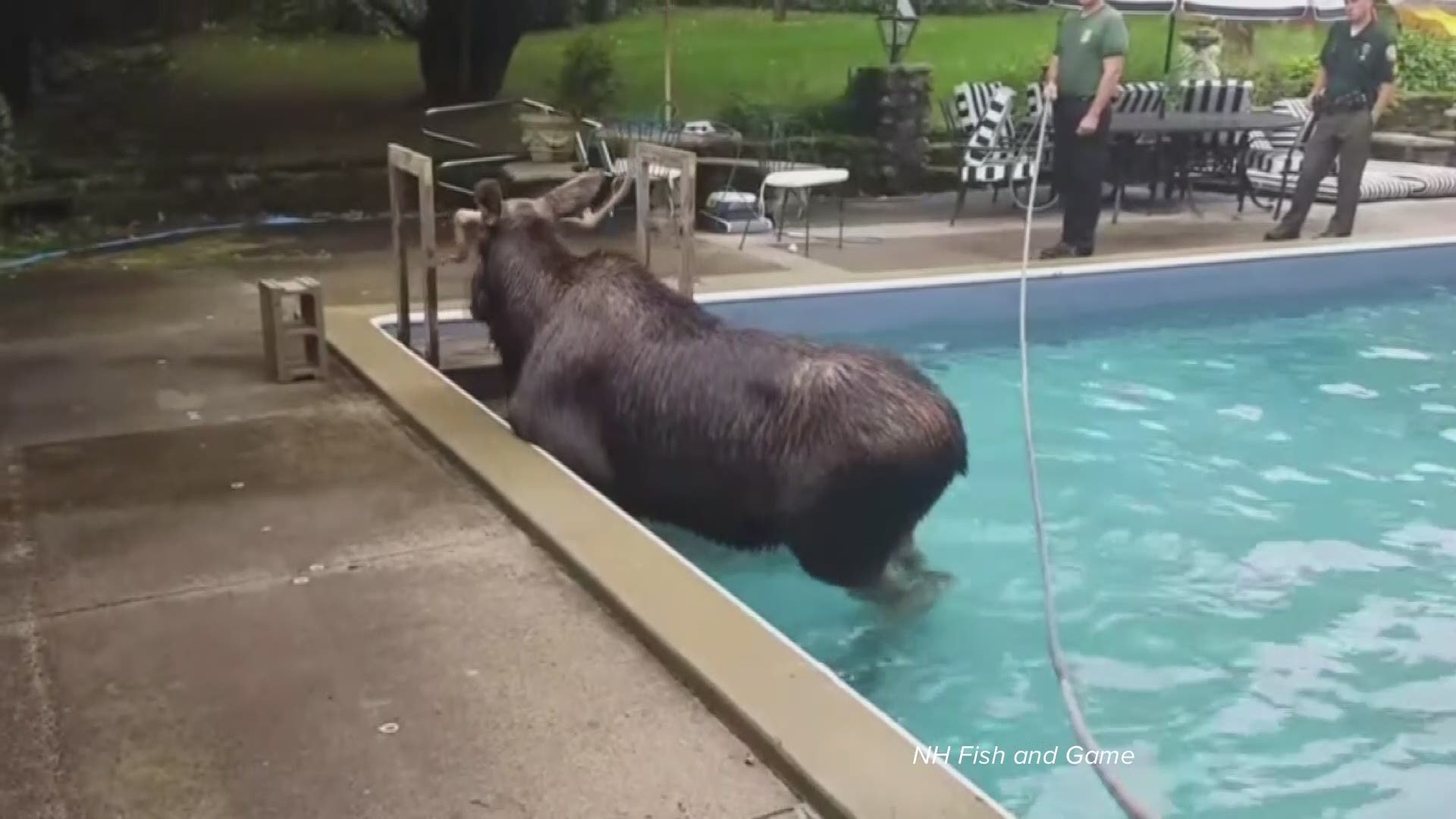 New Hampshire Fish and Game helped a stranded moose get out of a pool on Wednesday, Oct. 2, in Bedford, N.H.