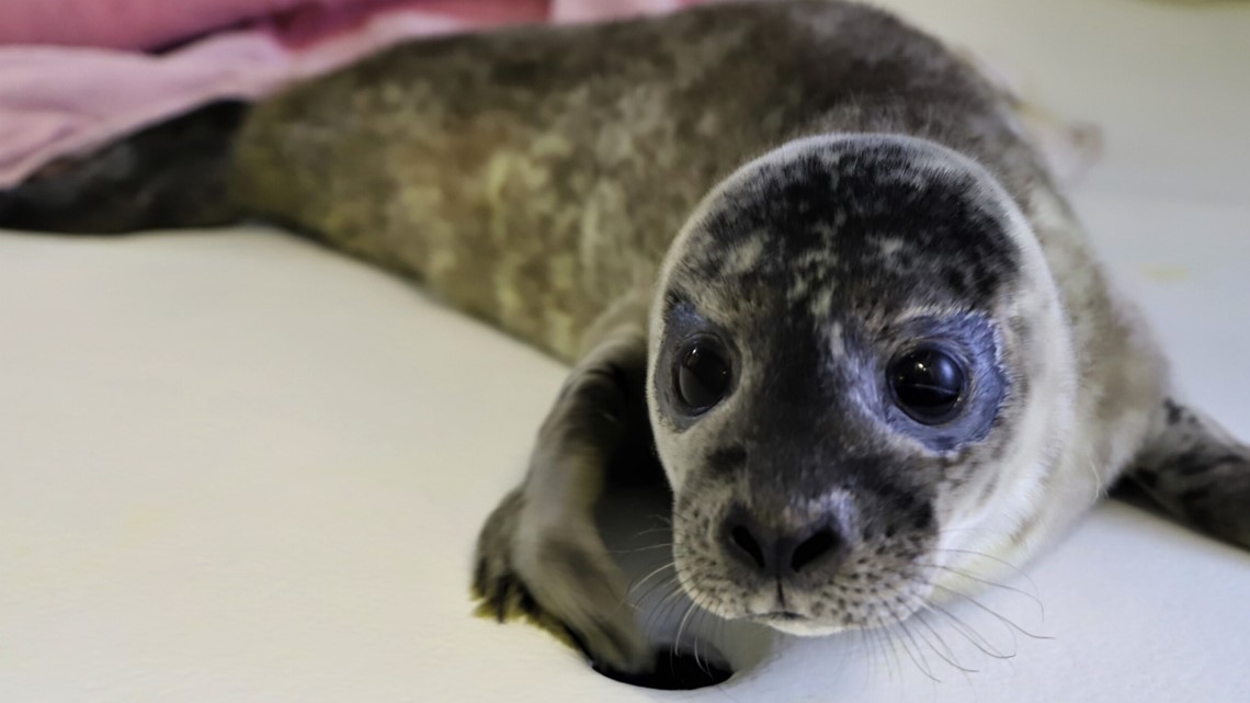 Unusual' seal deaths in Maine linked to avian flu