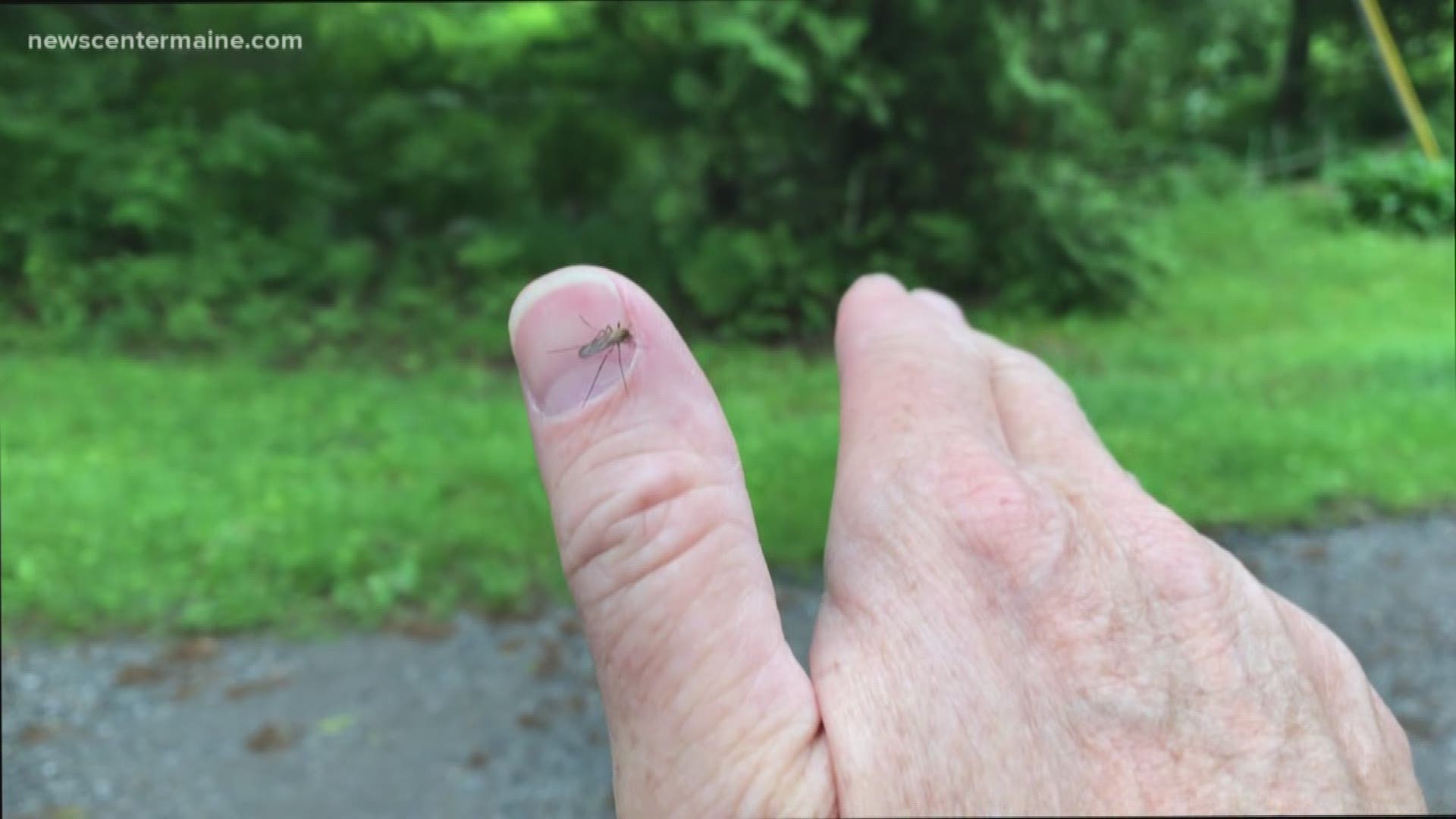 A wet spring in Maine left behind a lot of water -- and a perfect environment for mosquitoes.