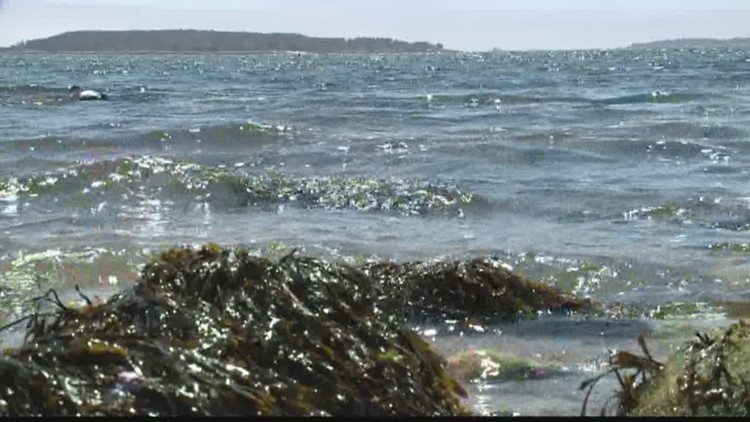 St. Matthew Blue King Crab Added To NOAA's 'Overfished' List