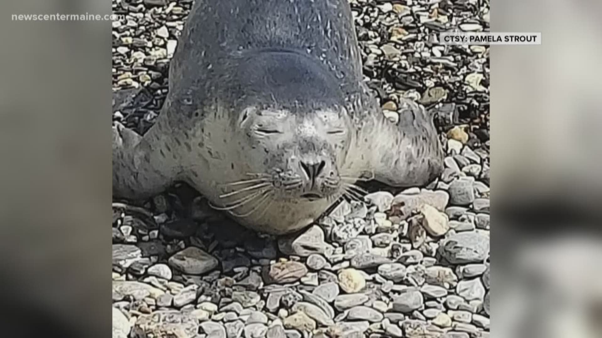 A viewer sent in these cute pictures of a baby seal taking a nap in Harpswell. The pup swam up on the beach to take a nap for fifteen minutes and then swam off.