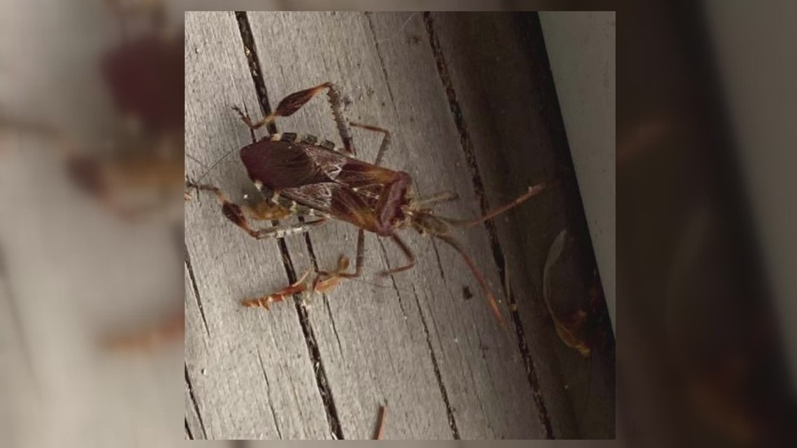 Western Conifer Seed Bugs invade home in Maine