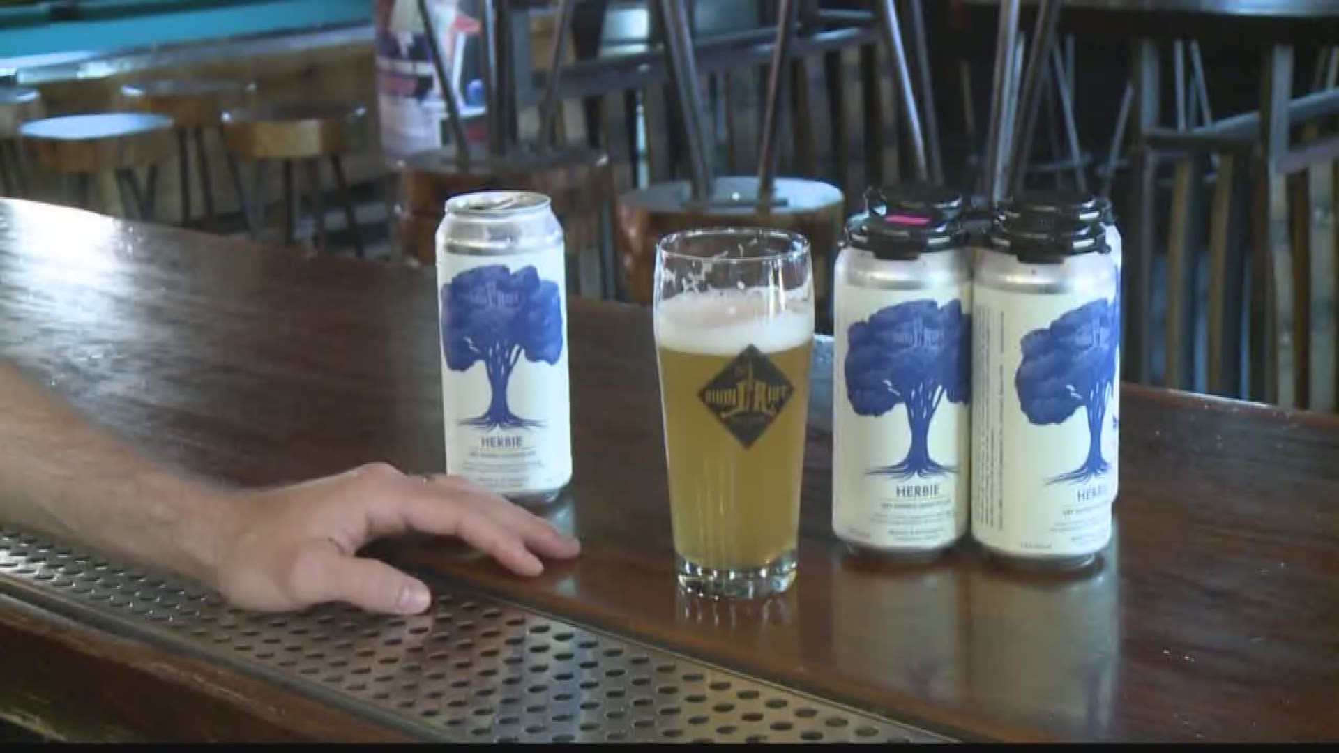 New Beer to honor Herbie, the 217 year old tree