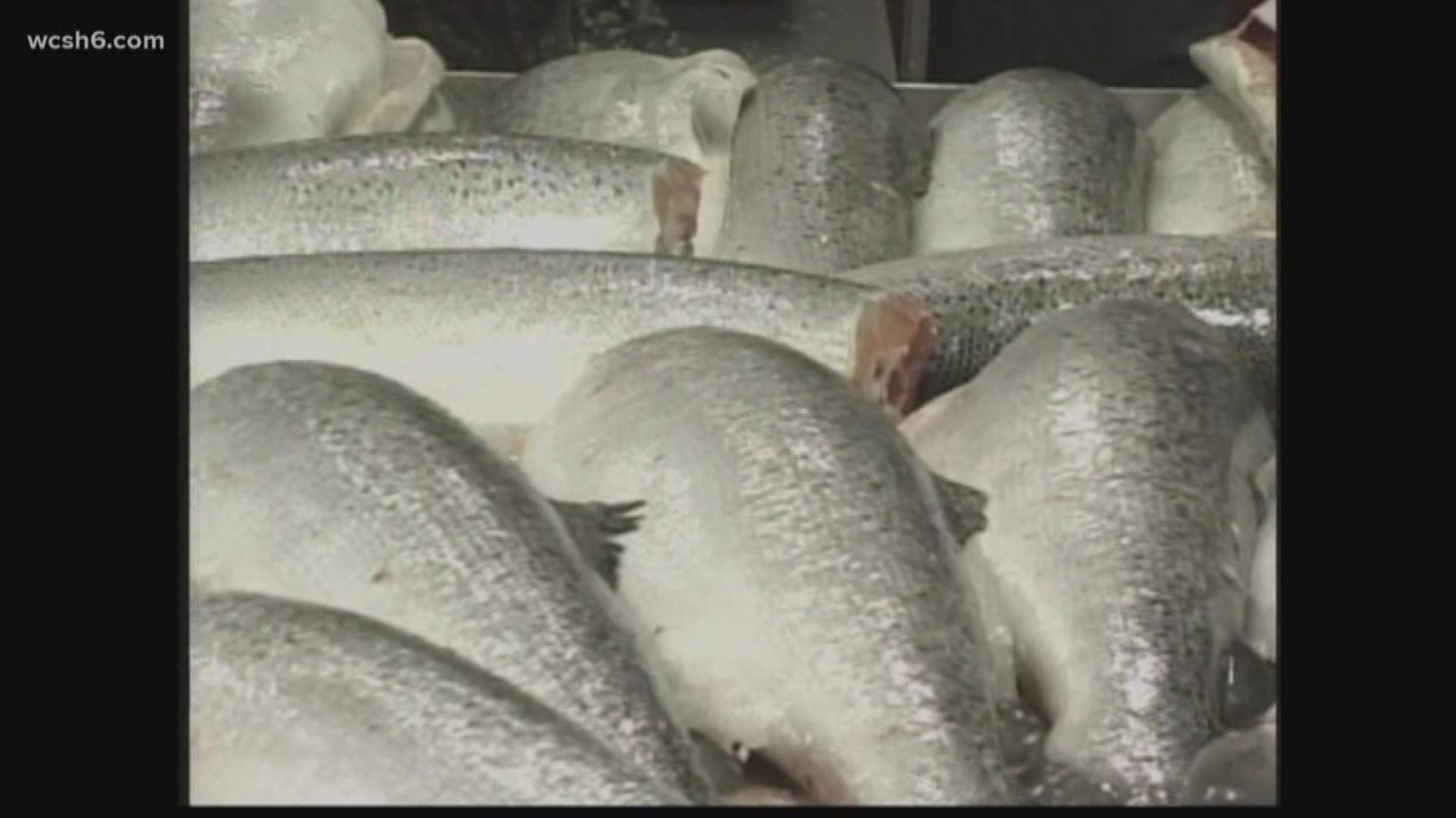 Local Salmon Farming Company Acquires Houston Harvester
