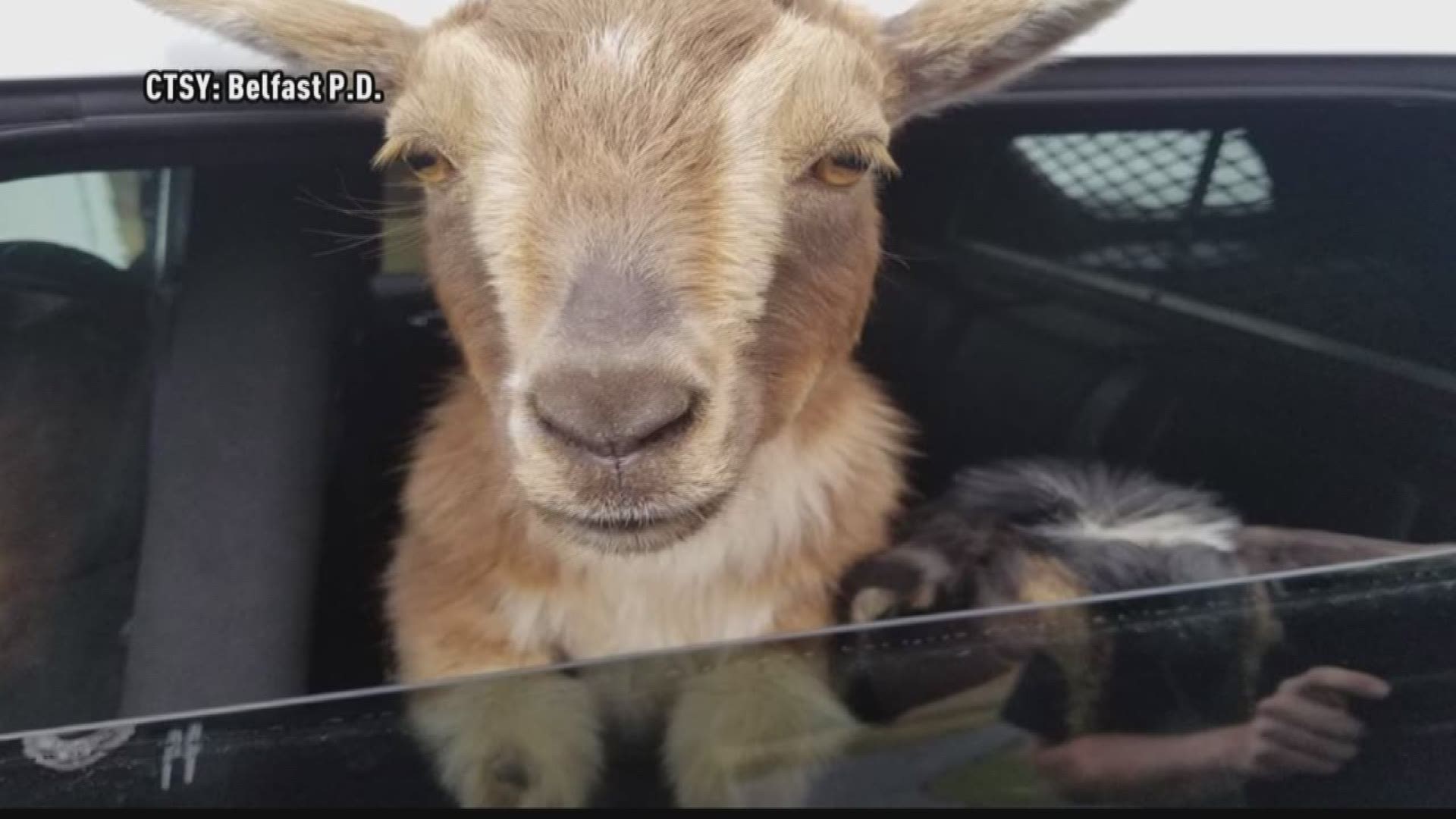 Belfast police rescues rambling goats from roadside.