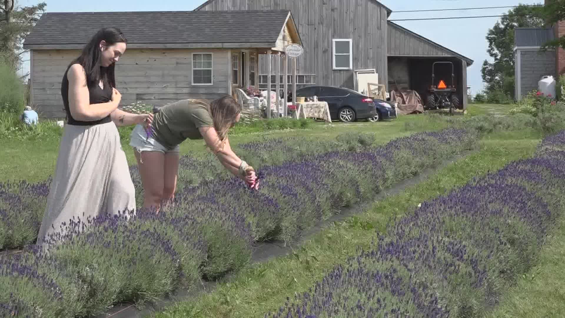 Moore Manor Lavender will have fresh lavender for you to cut and take home until the end of July.