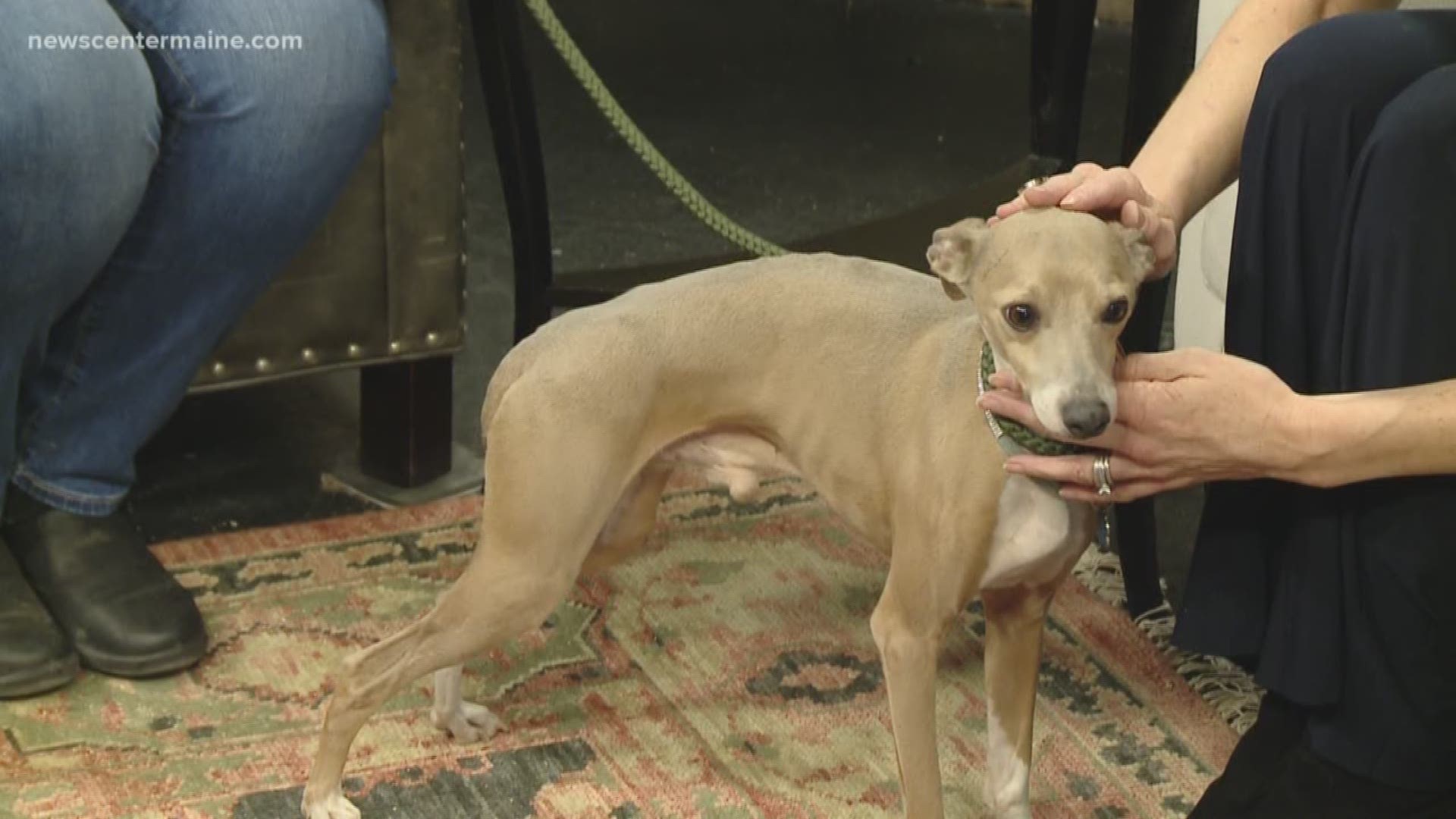 This week's Fetch ME a Home featured pet is Anubis, the 6-year-old Italian Greyhound.