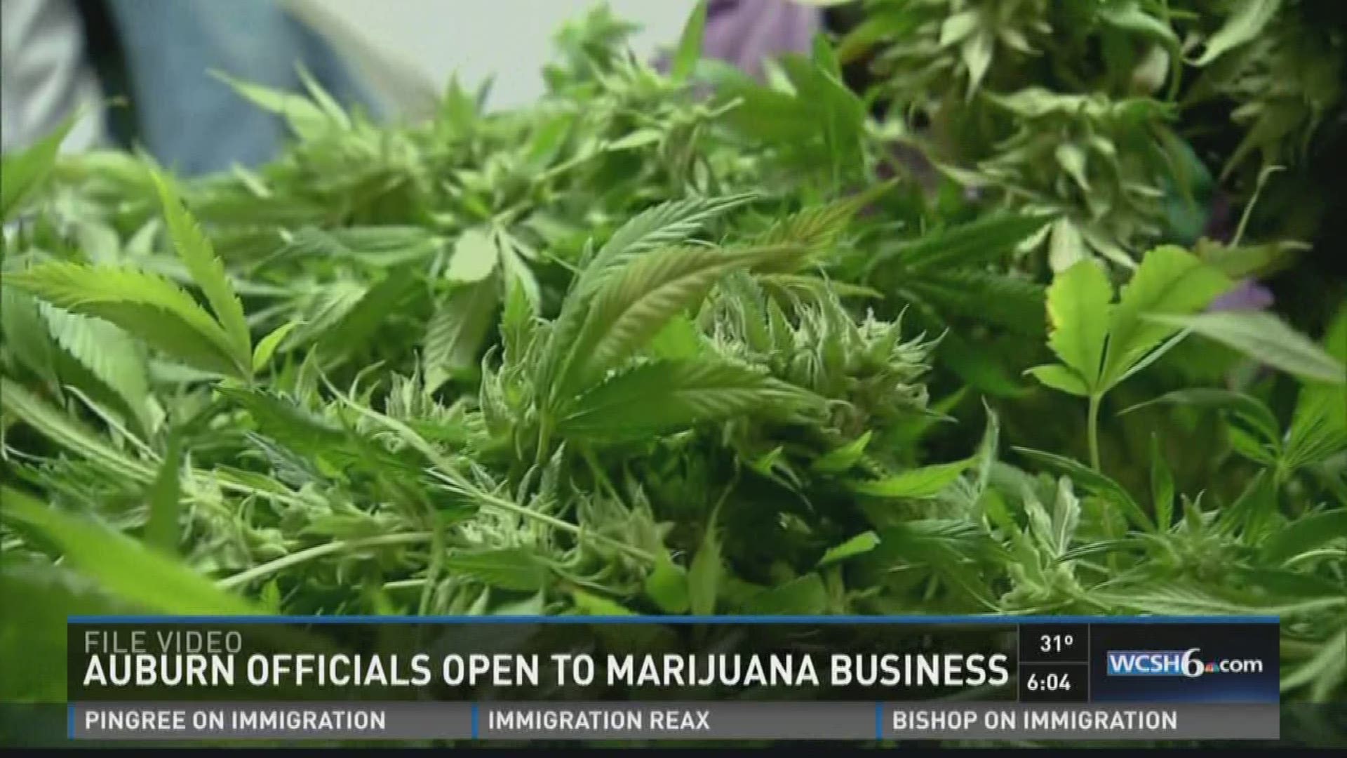 Auburn opening minded about upcoming marijuana industry.