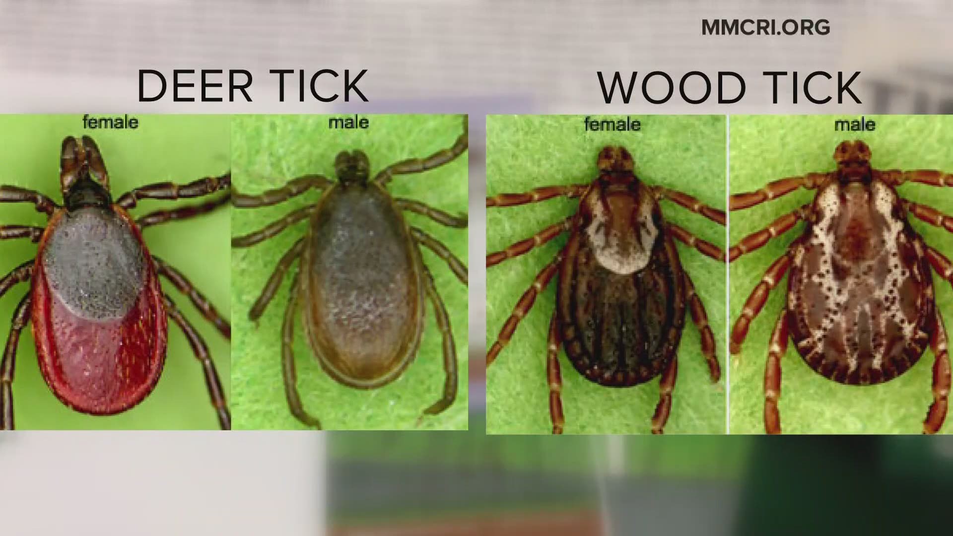 Dog Ticks In Maine 2021 Newscentermaine Com   D100f371 565b 4fc8 9271 38de1e1fef0b 1920x1080 