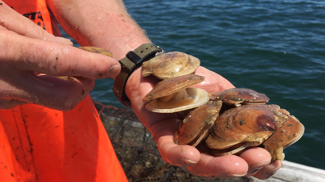 Farmed scallops cater to consumer demand, fishermen’s future