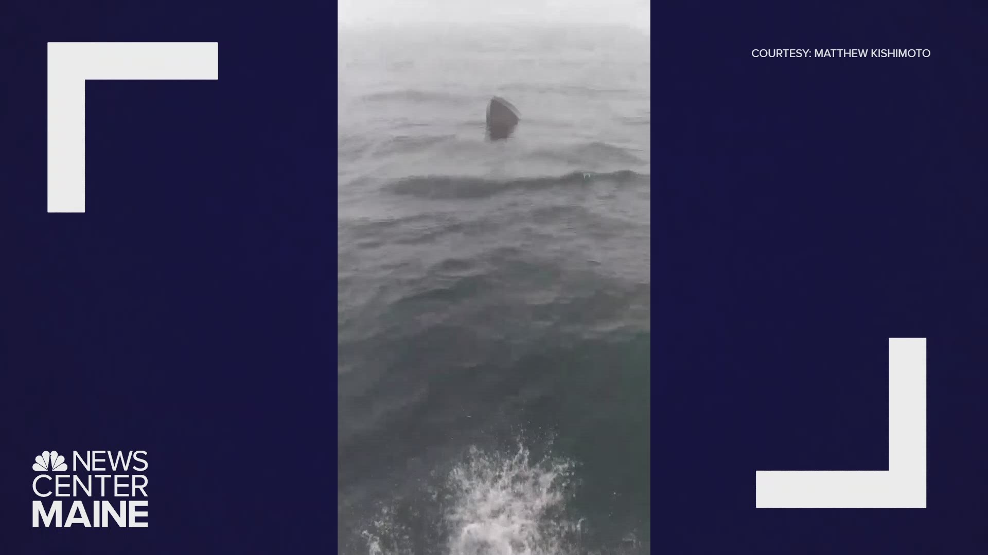 Shark sighted off Gulf of Maine