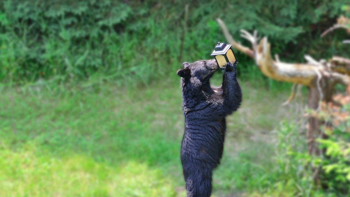 Black bear sightings reported in Ogunquit, Maine | newscentermaine.com