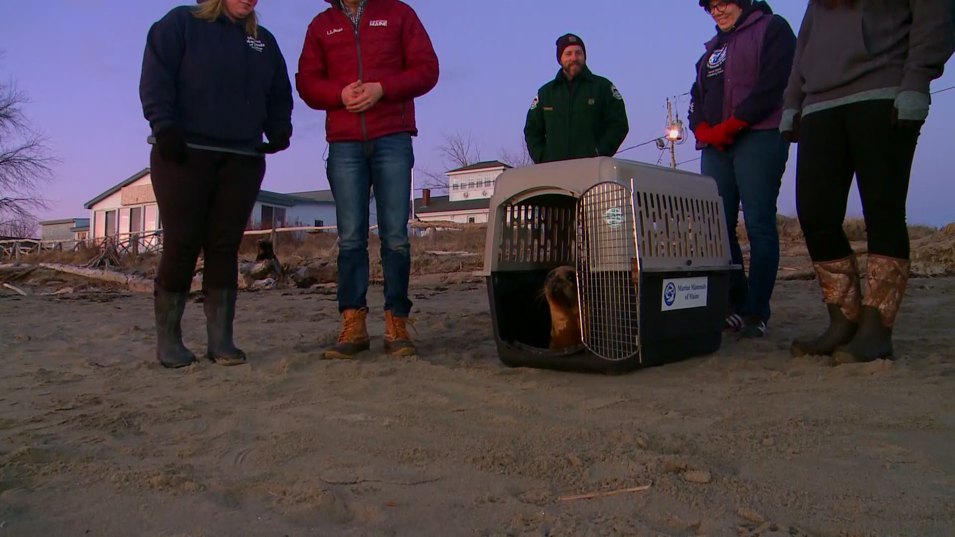 After weeks of recovery at Marine Mammals of Maine, seal 43 was released Wednesday at Popham Beach.