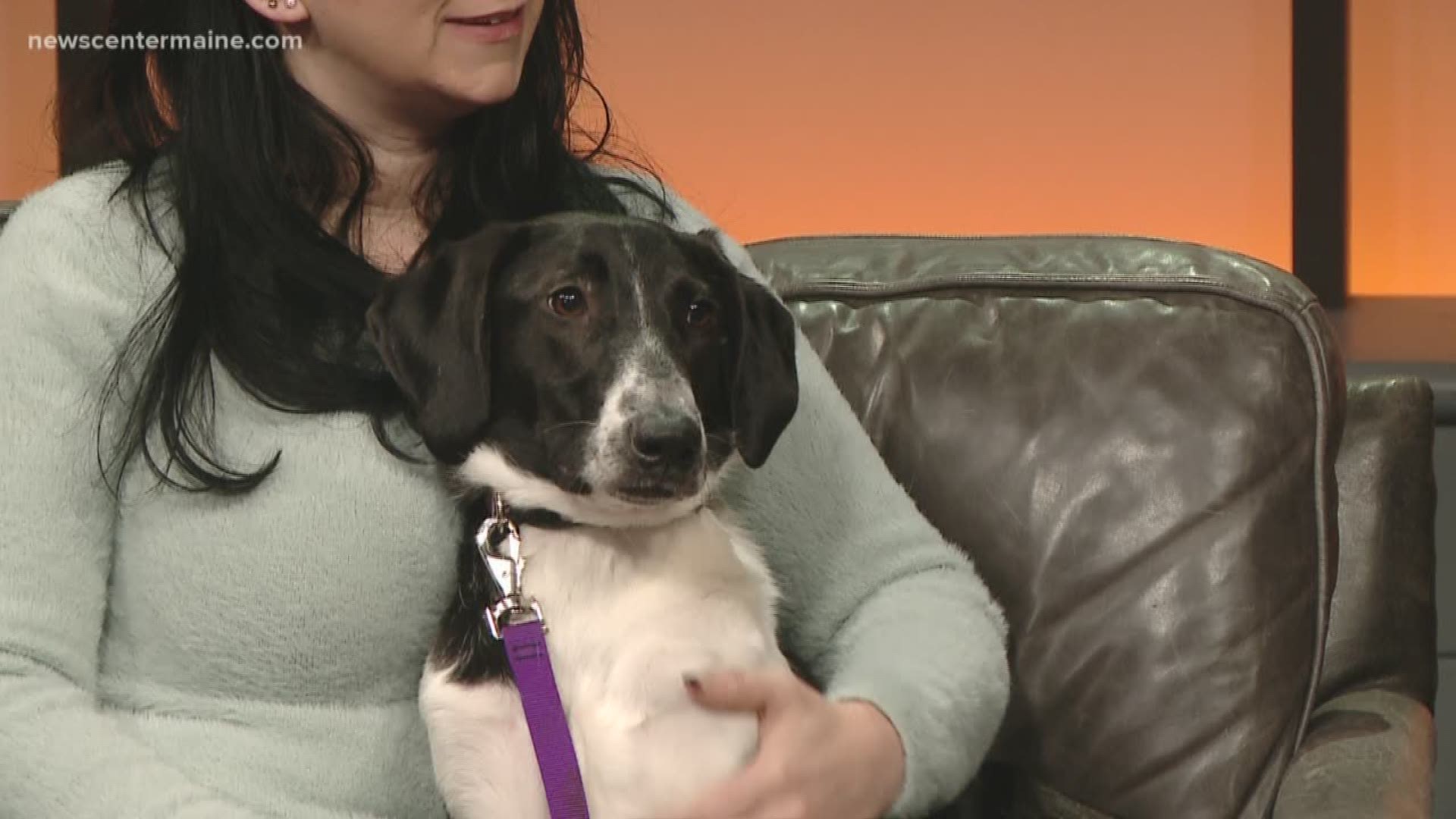 Lilac the dog is available for adoption through Passion for Pets Rescue in Brunswick