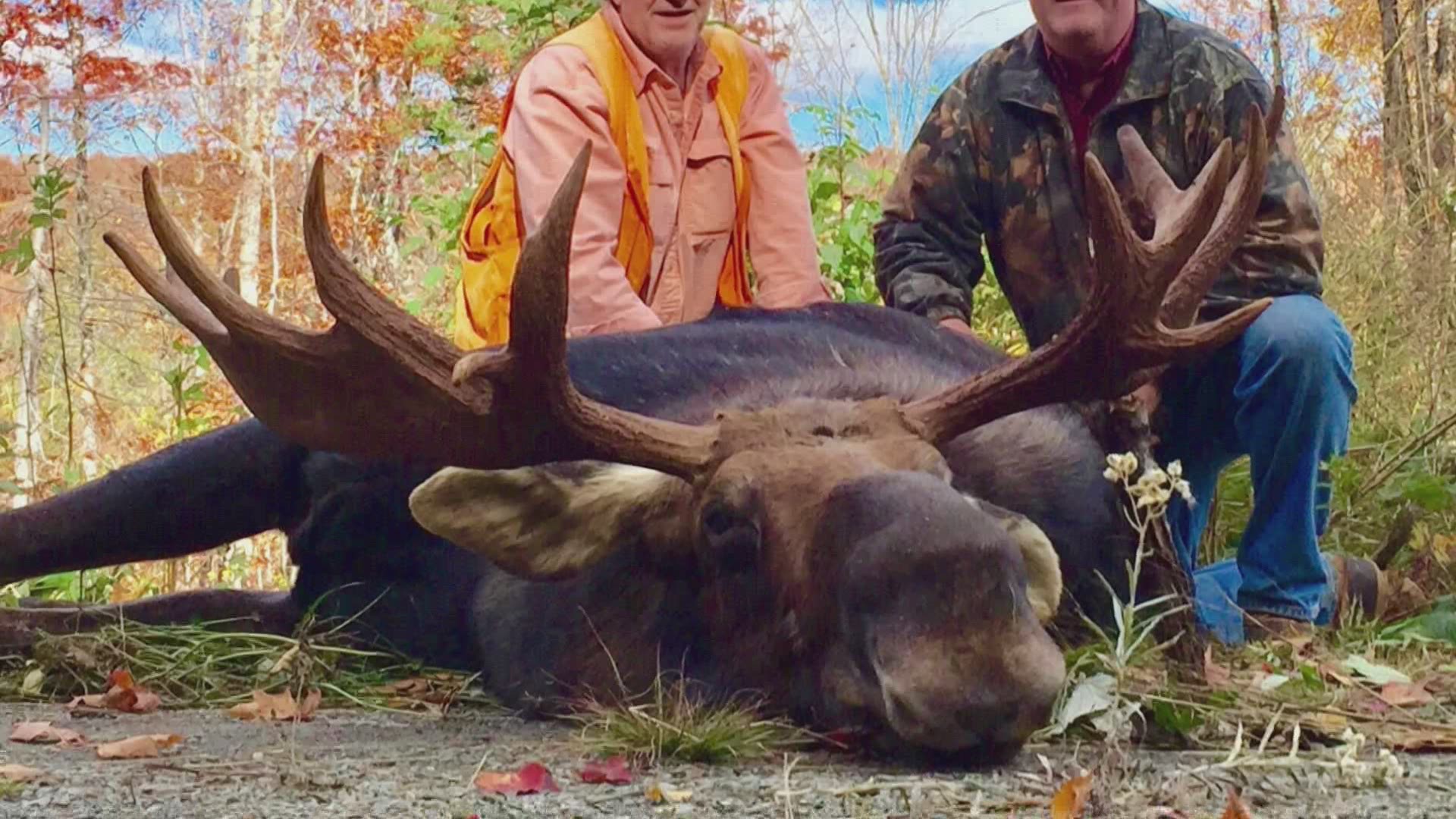Maine could see one of the largest moose hunts this year, but state officials are pushing for safety