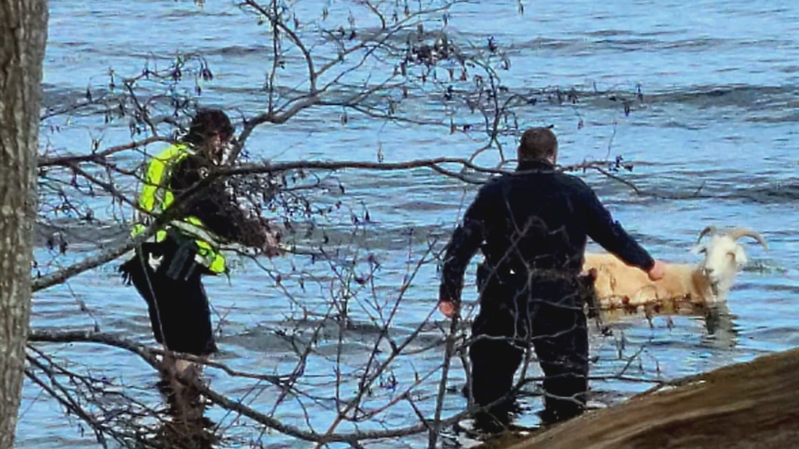 Maine woman, police rescue escaped goat from Belfast Bay - Vimarsana News