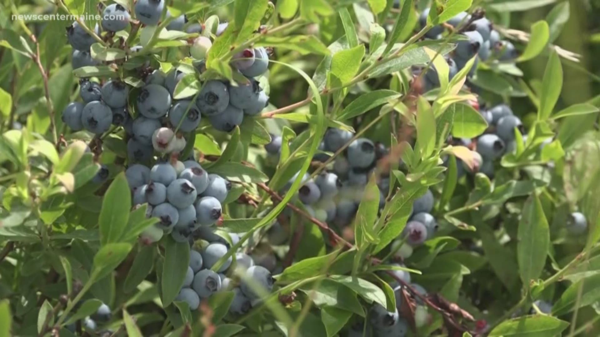 Tariffs are hitting Maine's blueberry and lobster industries hard. Maine's congressional delegation is urging the USDA to protect wild blueberry farmers from the trade war with China.