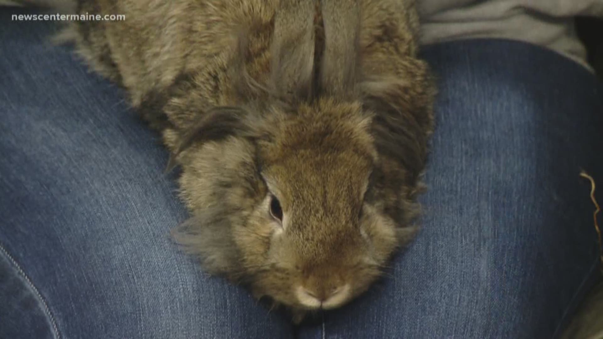 Sherlock the bunny is available for adoption at the Animal Refuge League of Greater Portland