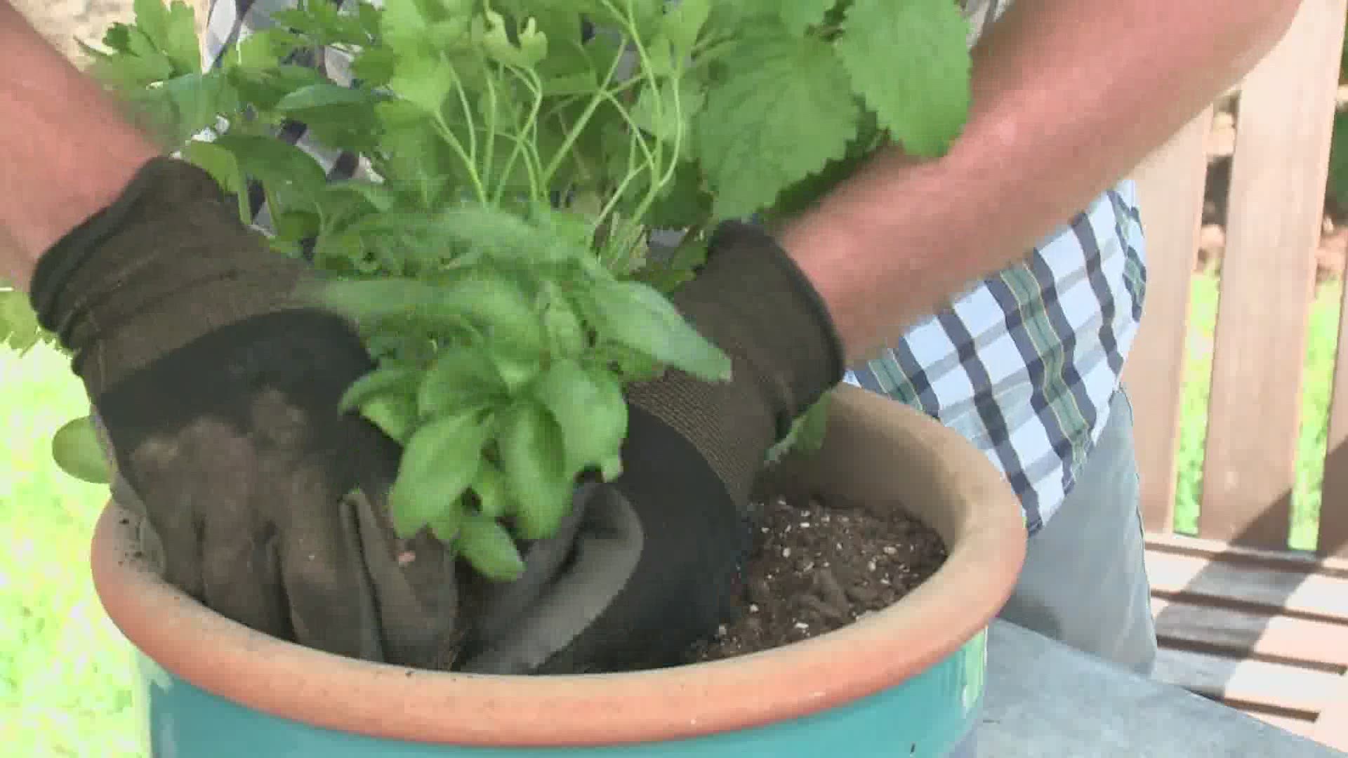 Master Gardener Chris Pezzullo shows us how to plants herbs and keep them growing