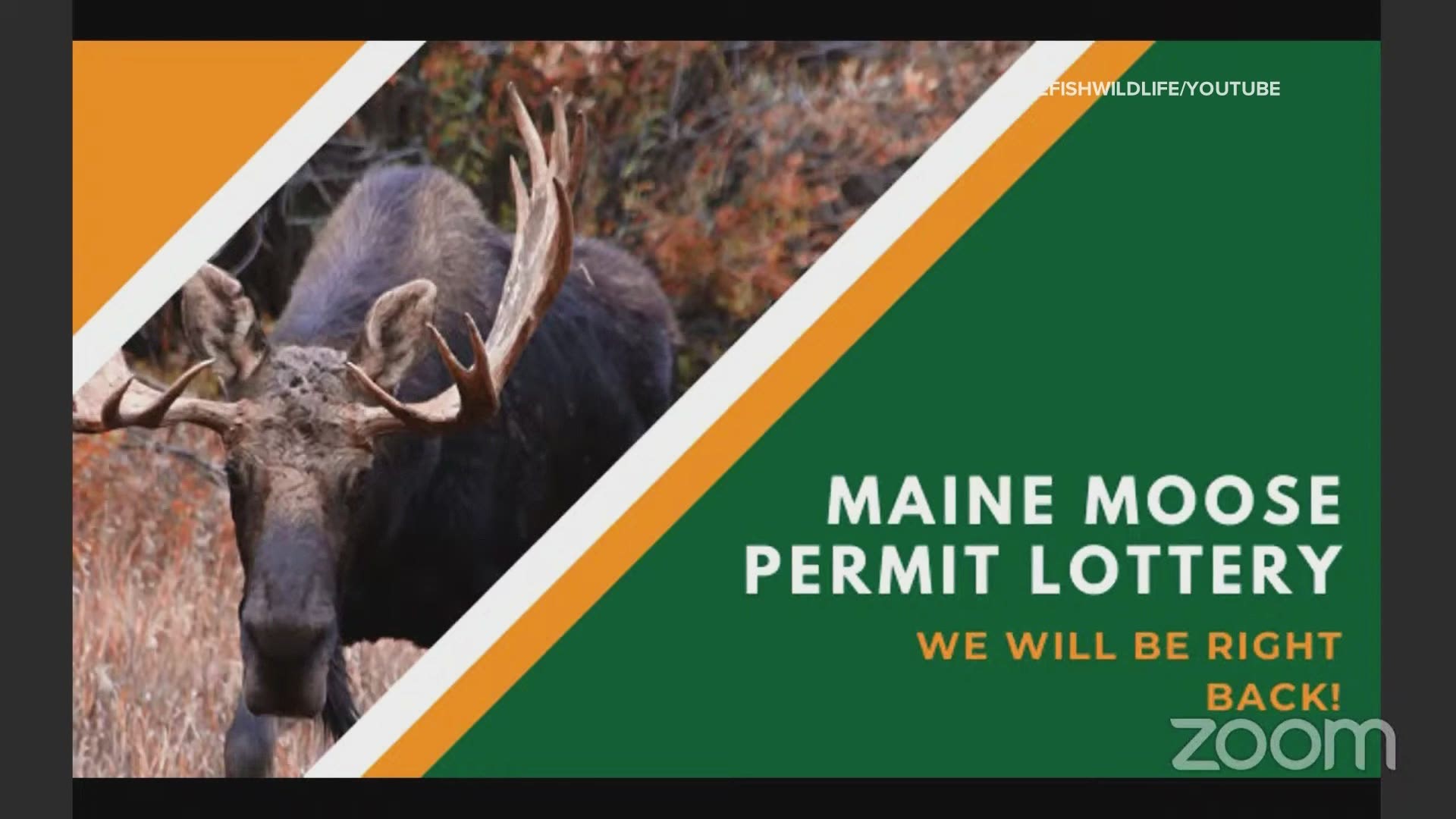 Maine holds the 2020 moose hunt lottery live on web