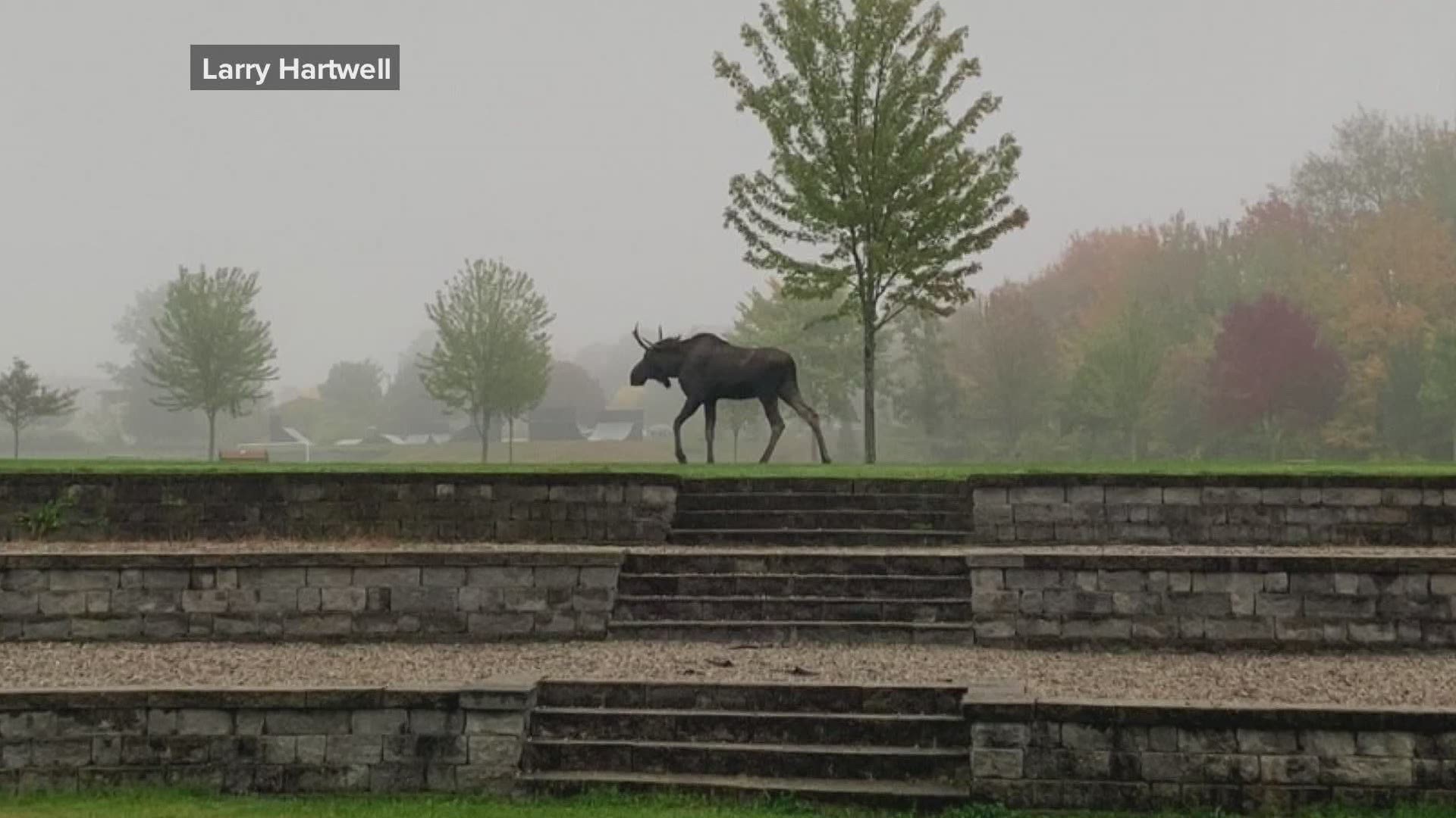 Moose on the loose in Scarborough