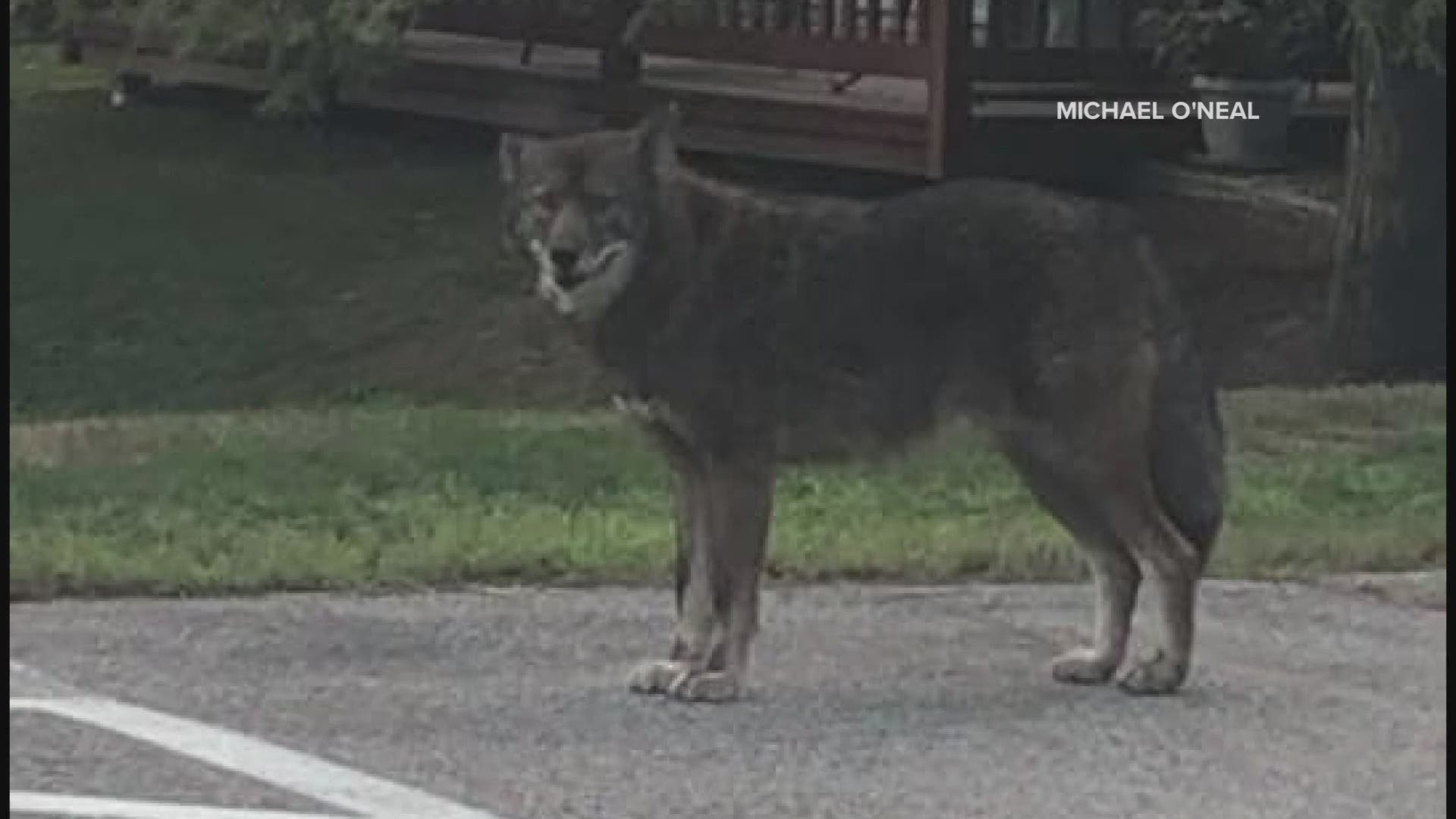 Is it a coyote, wolf, dog or mix of all three? Portland residents and  wildlife biologist weigh in 