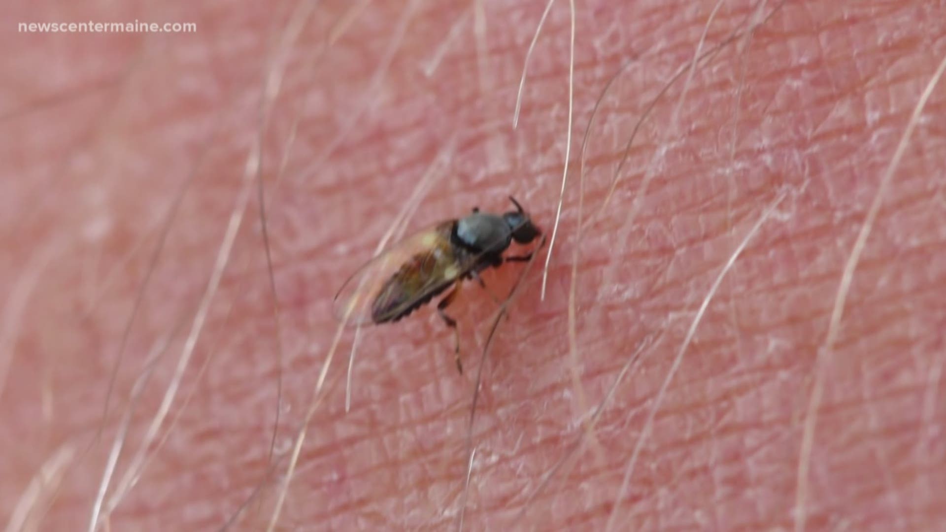 A cold and long winter means the black fly season this year in Maine is very concentrated.