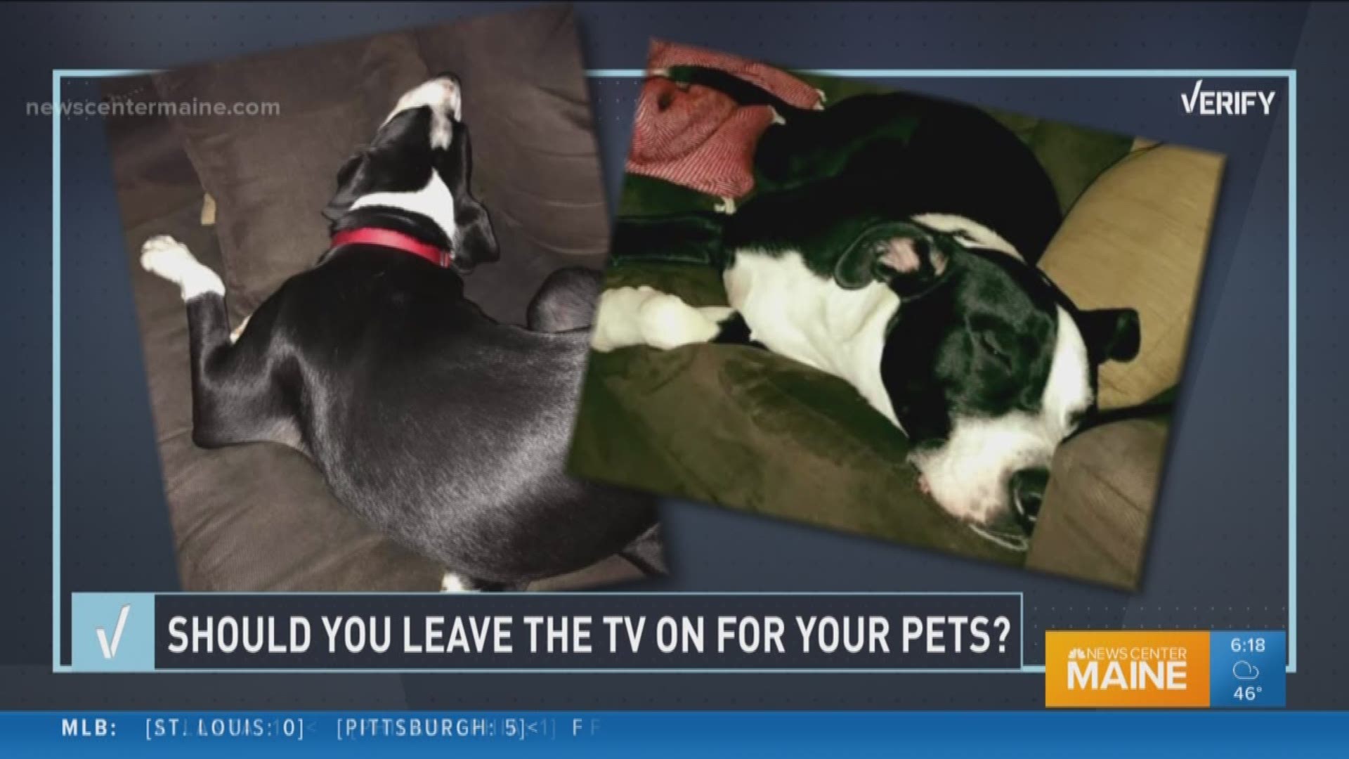 Verify: Should you leave the TV on for your pets?