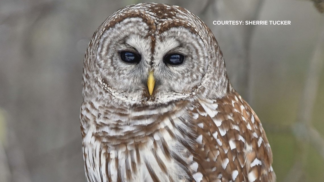 Spring brings 'rare treat' of increased sightings of barred owls in