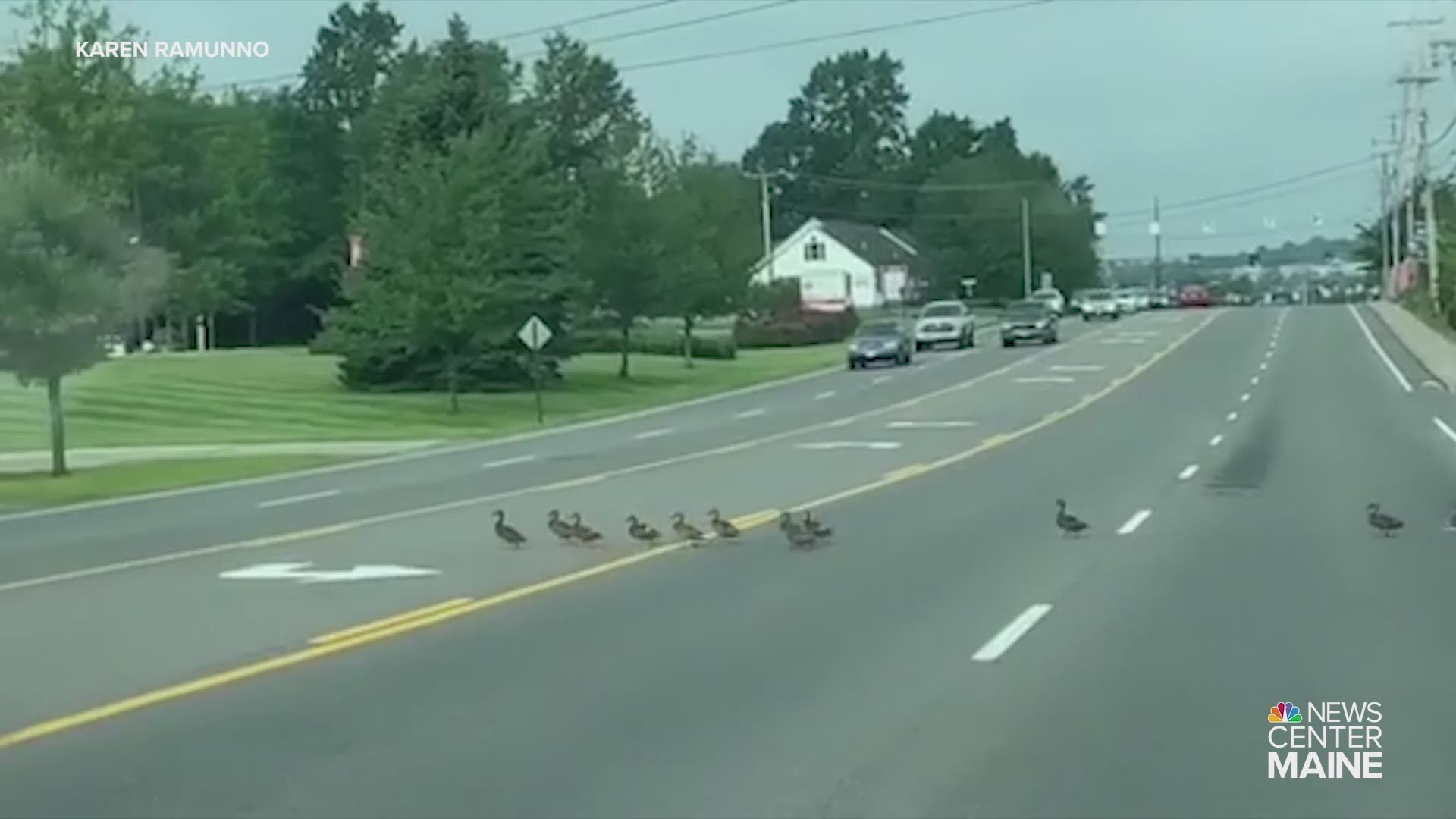 Mom, 45 ducklings safely cross 5-lane road in Biddeford