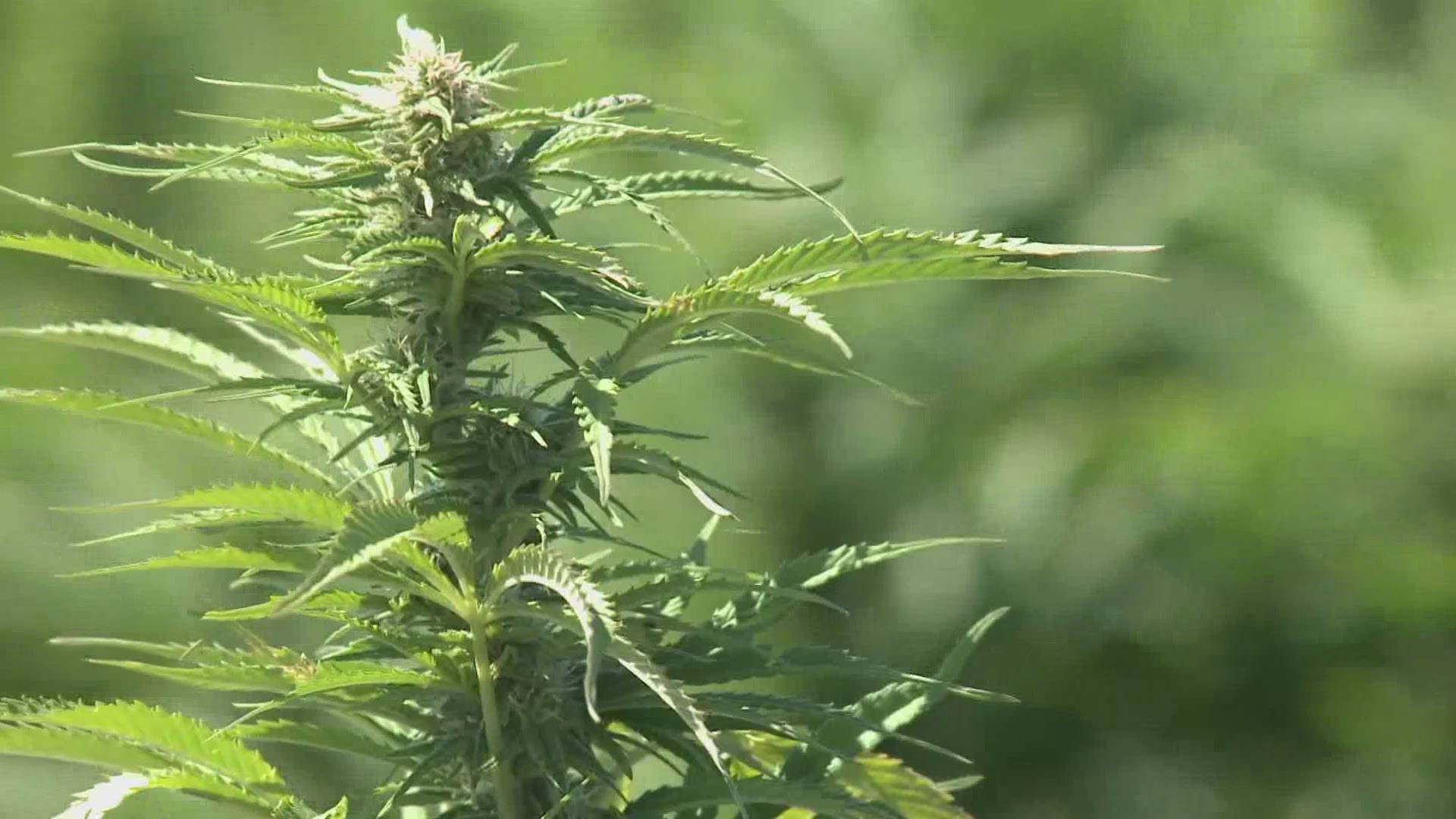 New State regulations could help the struggling Maine hemp industry