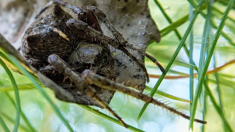 Maine is home to hundreds of spider species. Here's a guide.