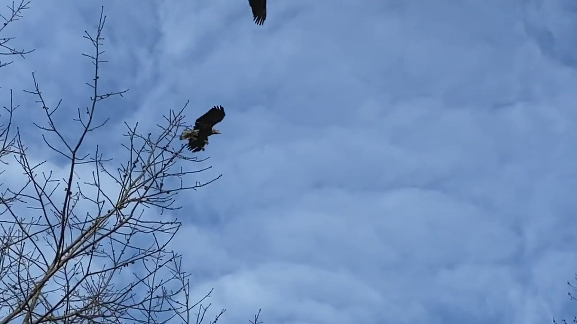 Eagles fighting over the perch in the tree. Slow motion
Credit: Cheryl Paluso